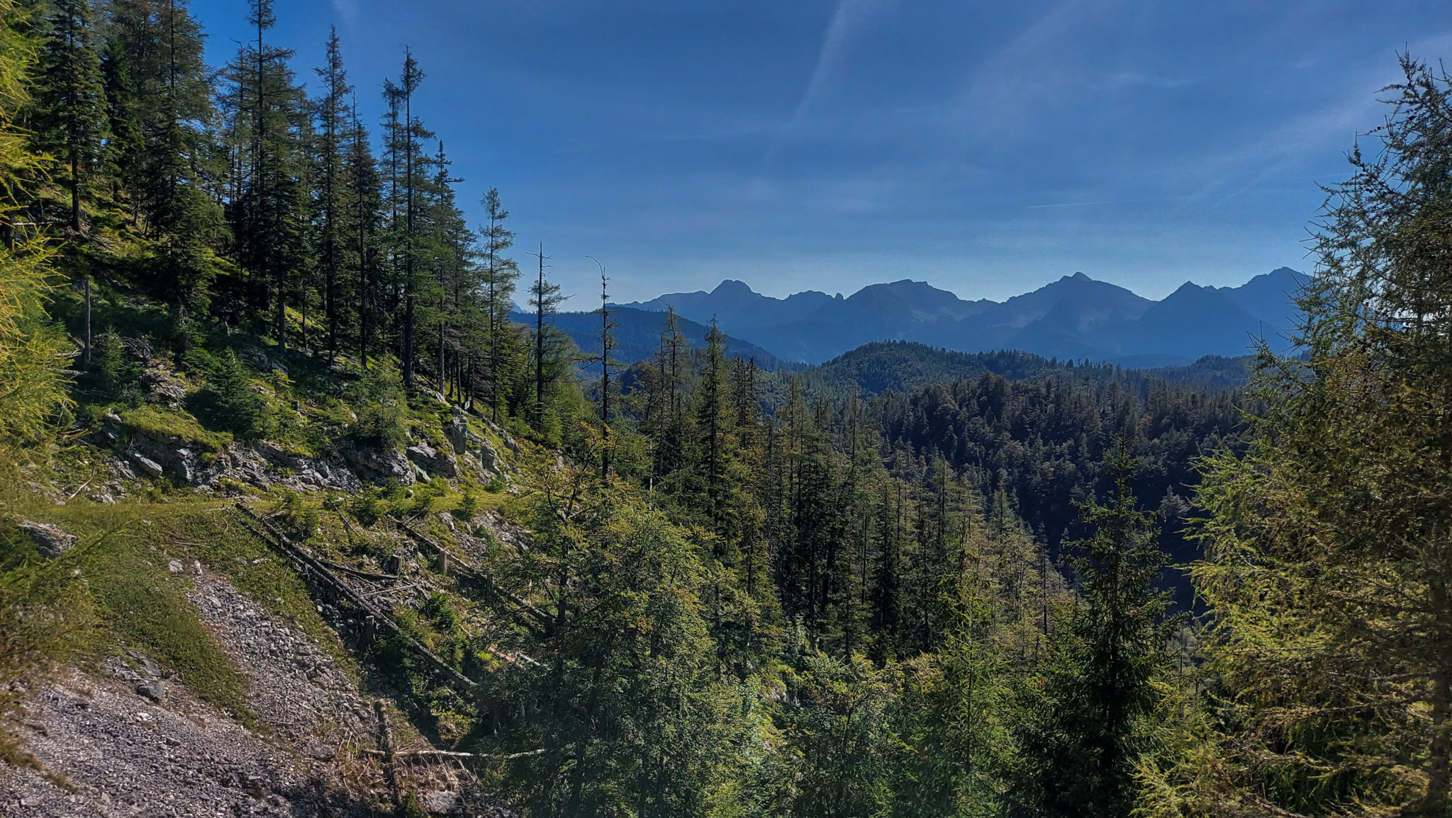 Wandern ab Haslersgatter zum Steyrsteg entlang des Flusses Krumme Steyrling, über Weingartalm und Brandlsteig im Nationalpark Kalkalpen in Oberösterreich, schmaler Wanderweg, Bäume sind umgefallen und werden liegen gelassen im Nationalpark, weite Aussicht auf die Berge in der Ferne und umliegende Wälder