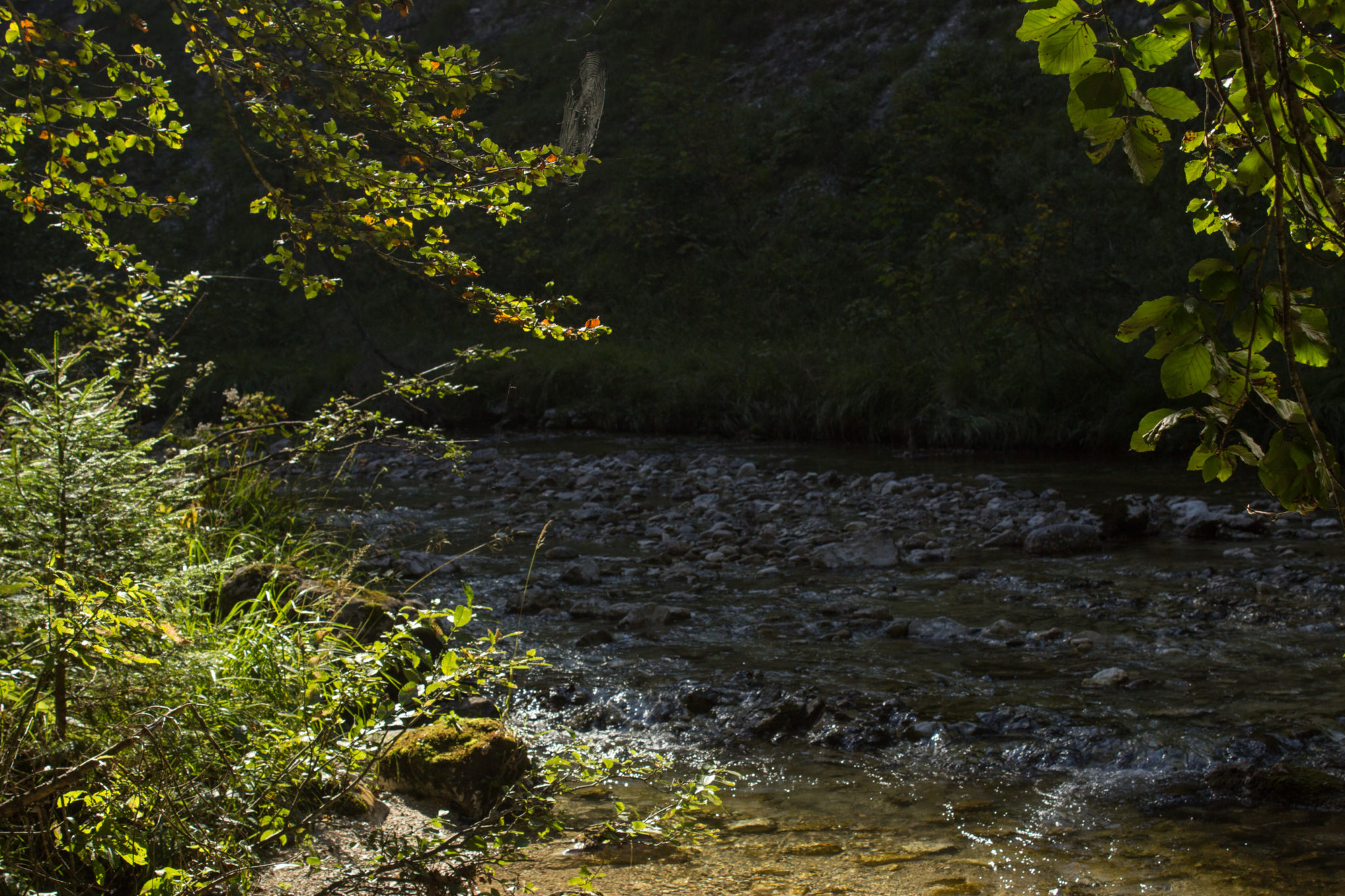 Wandern ab Haslersgatter zum Steyrsteg entlang des Flusses Krumme Steyrling, über Weingartalm und Brandlsteig im Nationalpark Kalkalpen in Oberösterreich, klares Wasser des Flusses Krumme Steyrling, umgeben von schönem Wald