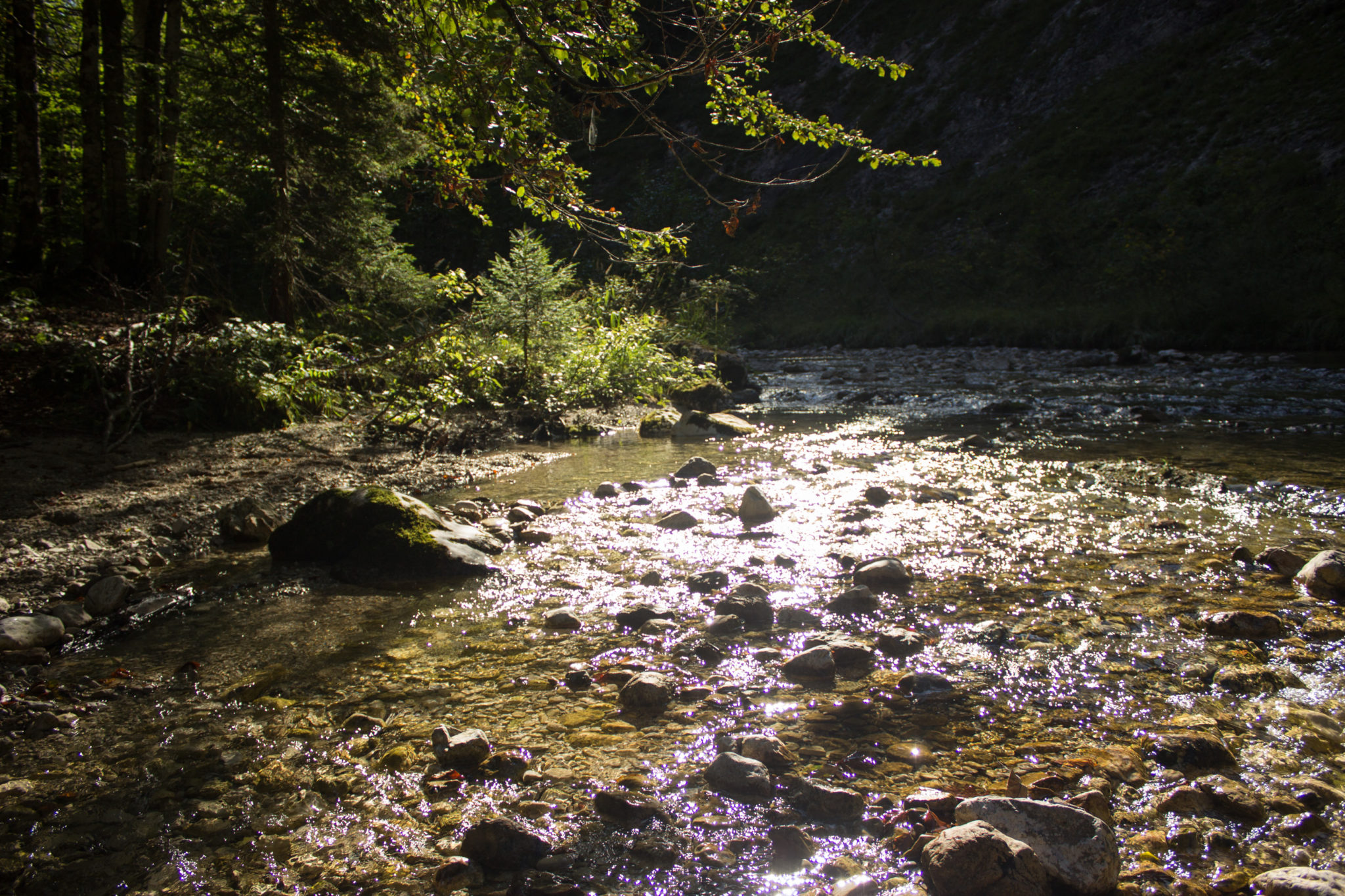 Wandern ab Haslersgatter zum Steyrsteg entlang des Flusses Krumme Steyrling, über Weingartalm und Brandlsteig im Nationalpark Kalkalpen in Oberösterreich, Blick auf den Fluss Krumme Steyrling, umgeben von schönem Wald