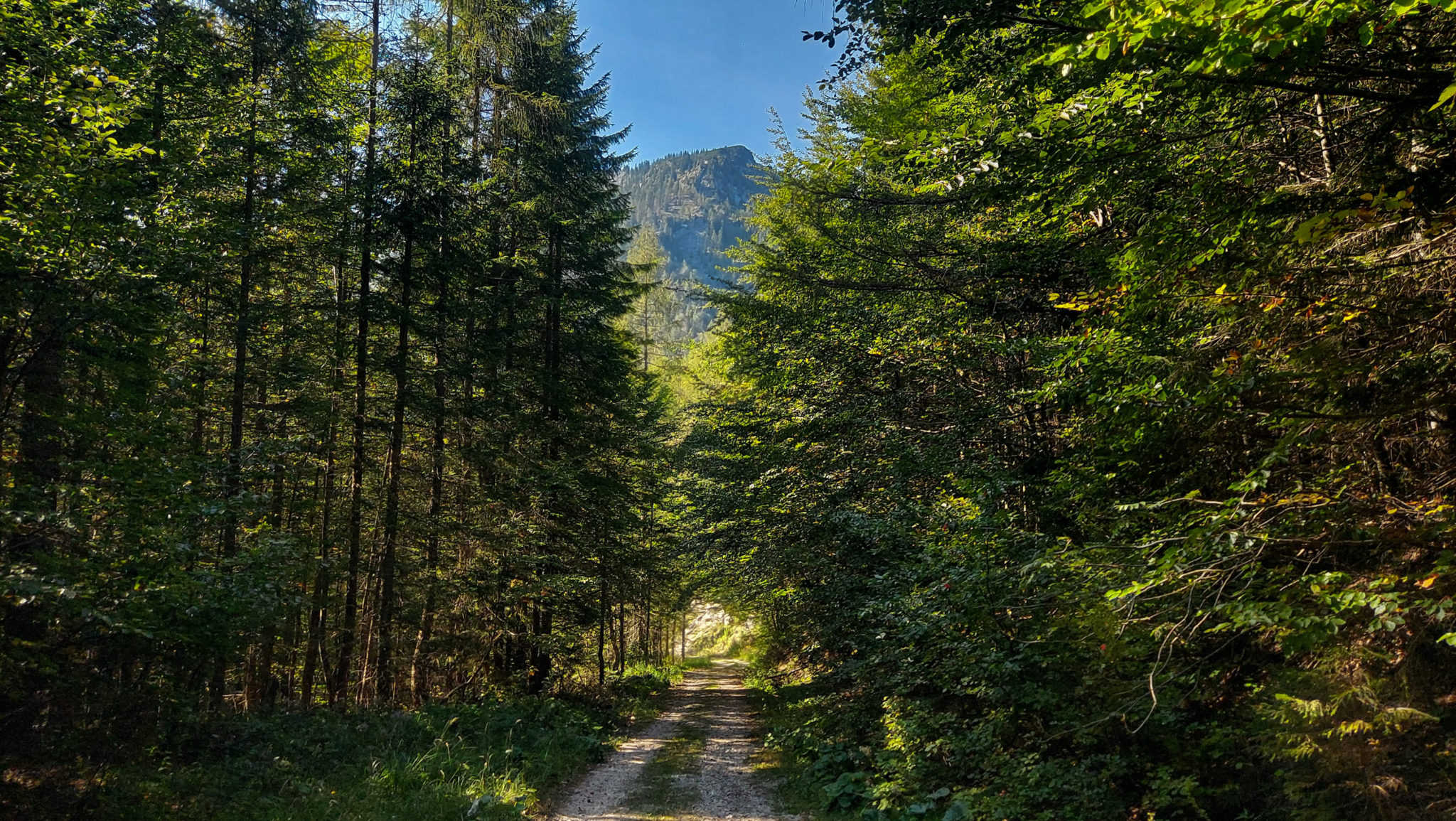 Wandern ab Haslersgatter zum Steyrsteg entlang des Flusses Krumme Steyrling, über Weingartalm und Brandlsteig im Nationalpark Kalkalpen in Oberösterreich, Wanderweg umgeben von dichtem, grünem Wald, in der Ferne Blick auf die Berge
