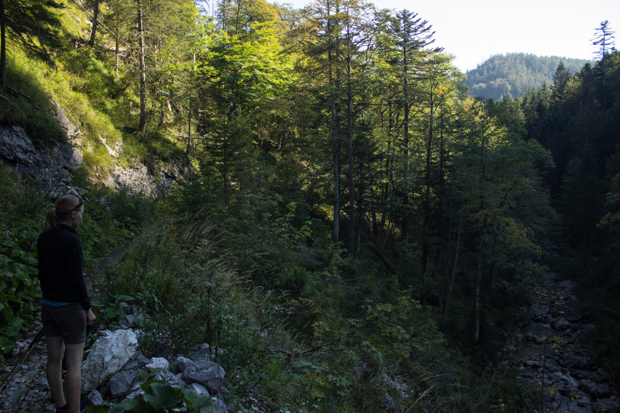 Wandern ab Haslersgatter zum Steyrsteg entlang des Flusses Krumme Steyrling, über Weingartalm und Brandlsteig im Nationalpark Kalkalpen in Oberösterreich, Wanderer unterwegs auf dem Steyrsteg, schmaler, sehr schöner Wanderweg, Aussicht auf den Fluss Krumme Steyrling, umgeben von dichtem Wald und Bergwelt