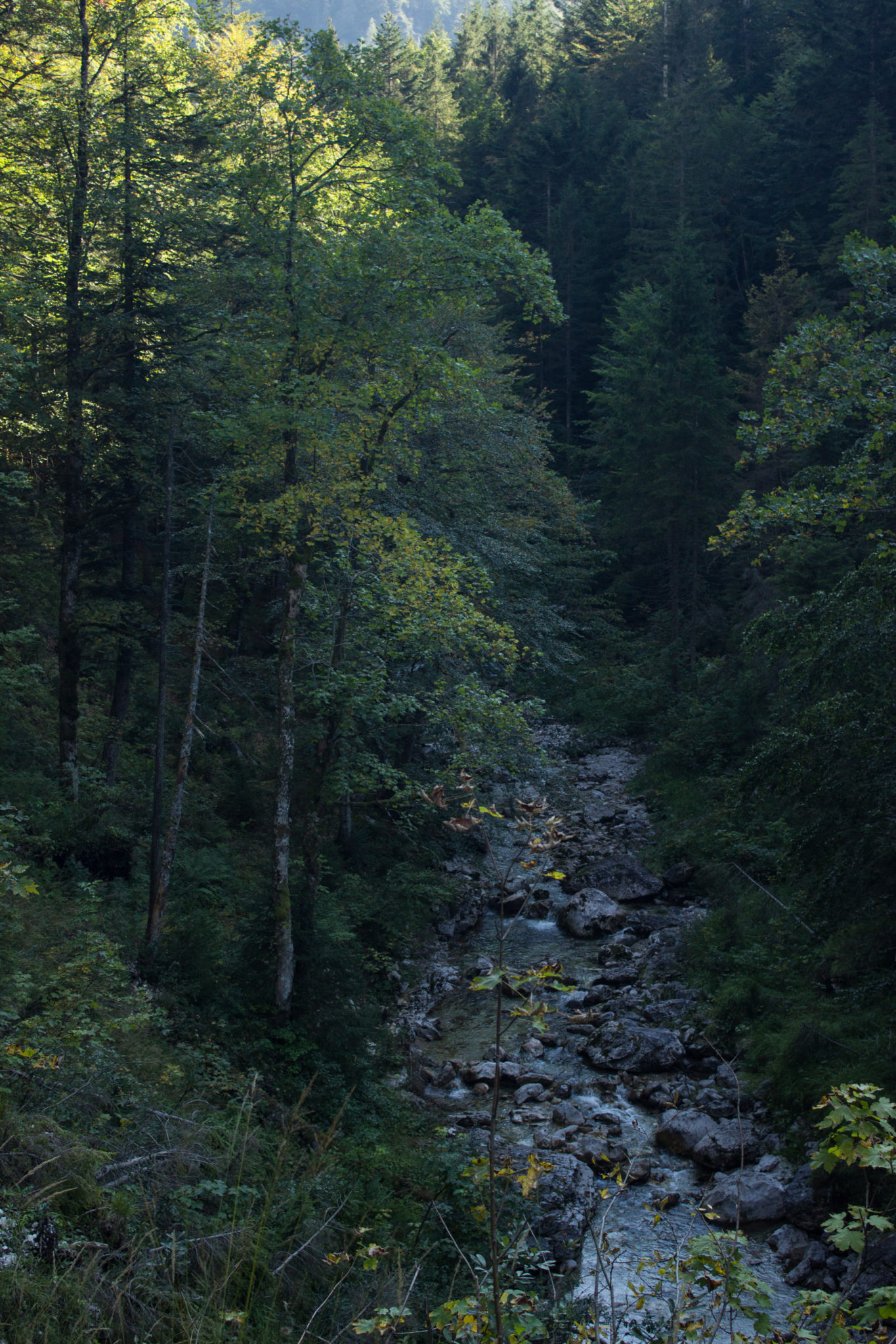 Wandern ab Haslersgatter zum Steyrsteg entlang des Flusses Krumme Steyrling, über Weingartalm und Brandlsteig im Nationalpark Kalkalpen in Oberösterreich, unterwegs auf dem Steyrsteg, Aussicht auf den Fluss Krumme Steyrling, umgeben von dichtem Wald und Bergwelt