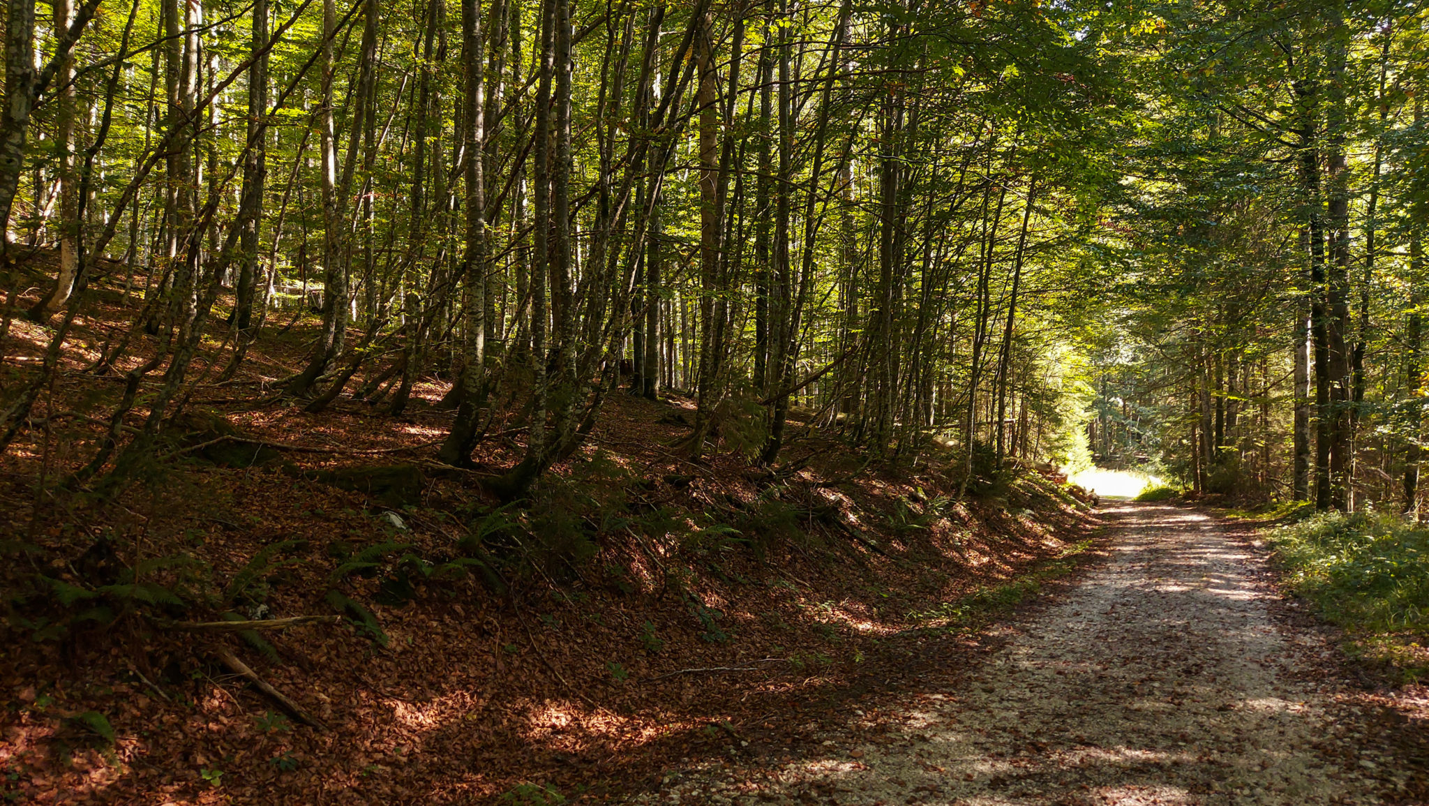 Wandern ab Haslersgatter zum Steyrsteg entlang des Flusses Krumme Steyrling, über Weingartalm und Brandlsteig im Nationalpark Kalkalpen in Oberösterreich, unterwegs auf Wanderweg umgeben von dichtem Wald im Nationalpark, kühlender Schatten der Bäume