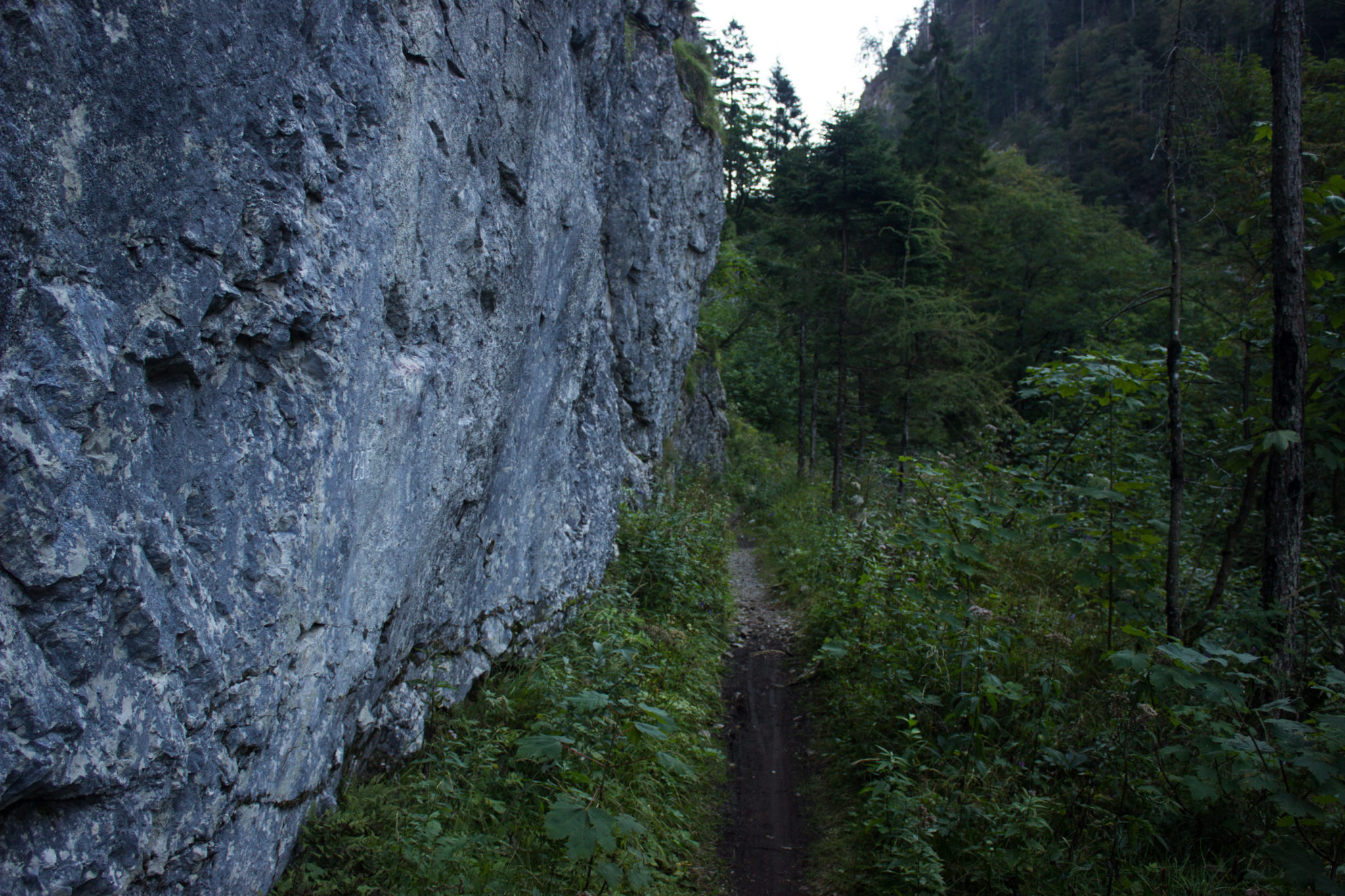 Wandern ab Haslersgatter zum Steyrsteg entlang des Flusses Krumme Steyrling, über Weingartalm und Brandlsteig im Nationalpark Kalkalpen in Oberösterreich, unterwegs auf dem Steyrsteg entlang des Flusses Krumme Steyrling, schmaler, sehr schöner Wanderweg, umgeben von Fels, dichtem Wald und den Bergen