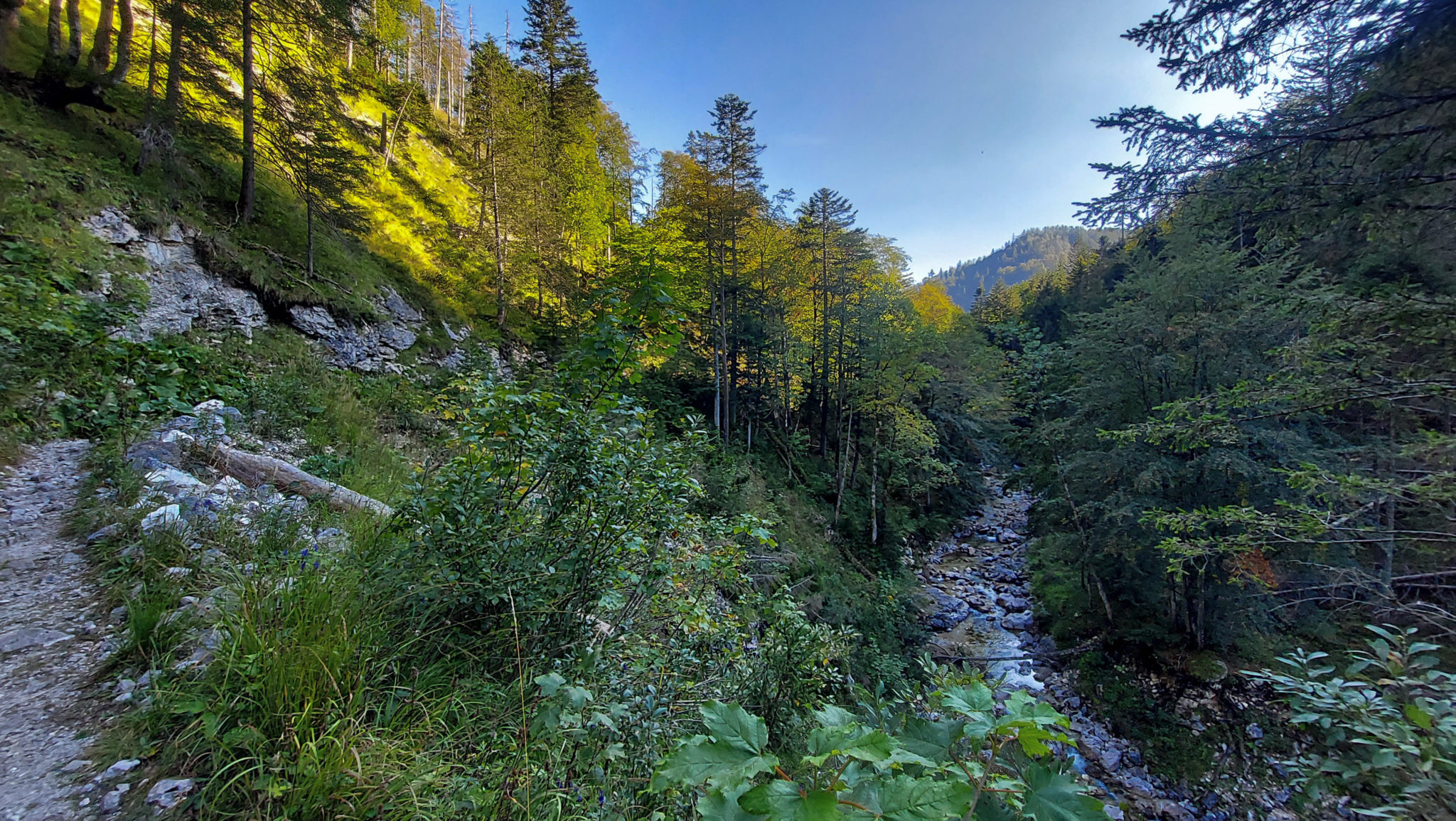 Wandern ab Haslersgatter zum Steyrsteg entlang des Flusses Krumme Steyrling, über Weingartalm und Brandlsteig im Nationalpark Kalkalpen in Oberösterreich, unterwegs auf dem Steyrsteg entlang des Flusses Krumme Steyrling, schmaler, sehr schöner Wanderweg, umgeben von dichtem, grünem Wald und den Bergen