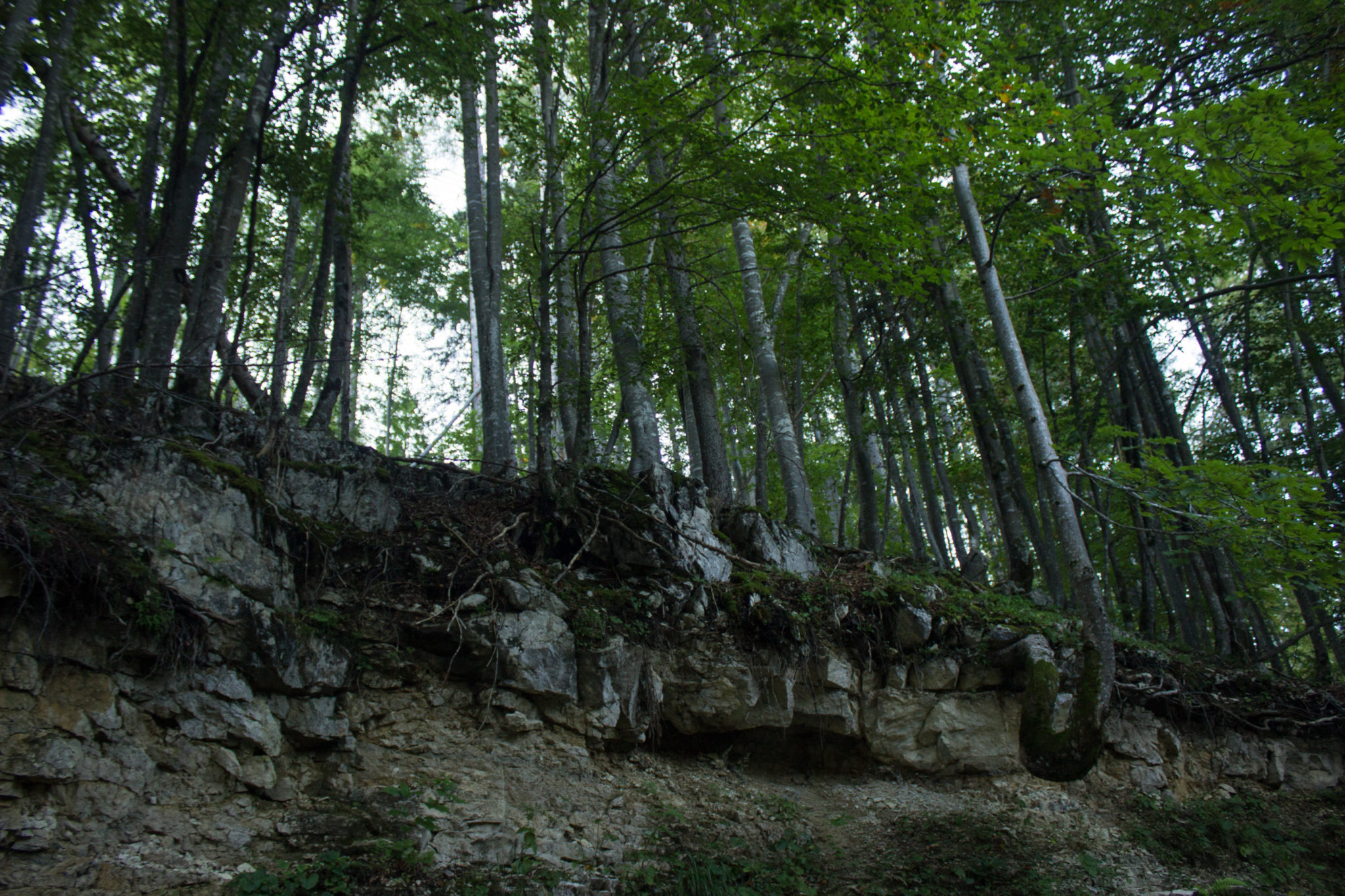 Wandern ab Haslersgatter zum Steyrsteg entlang des Flusses Krumme Steyrling, über Weingartalm und Brandlsteig im Nationalpark Kalkalpen in Oberösterreich, Bäume Abbruchkante kurz vorm Umfallen