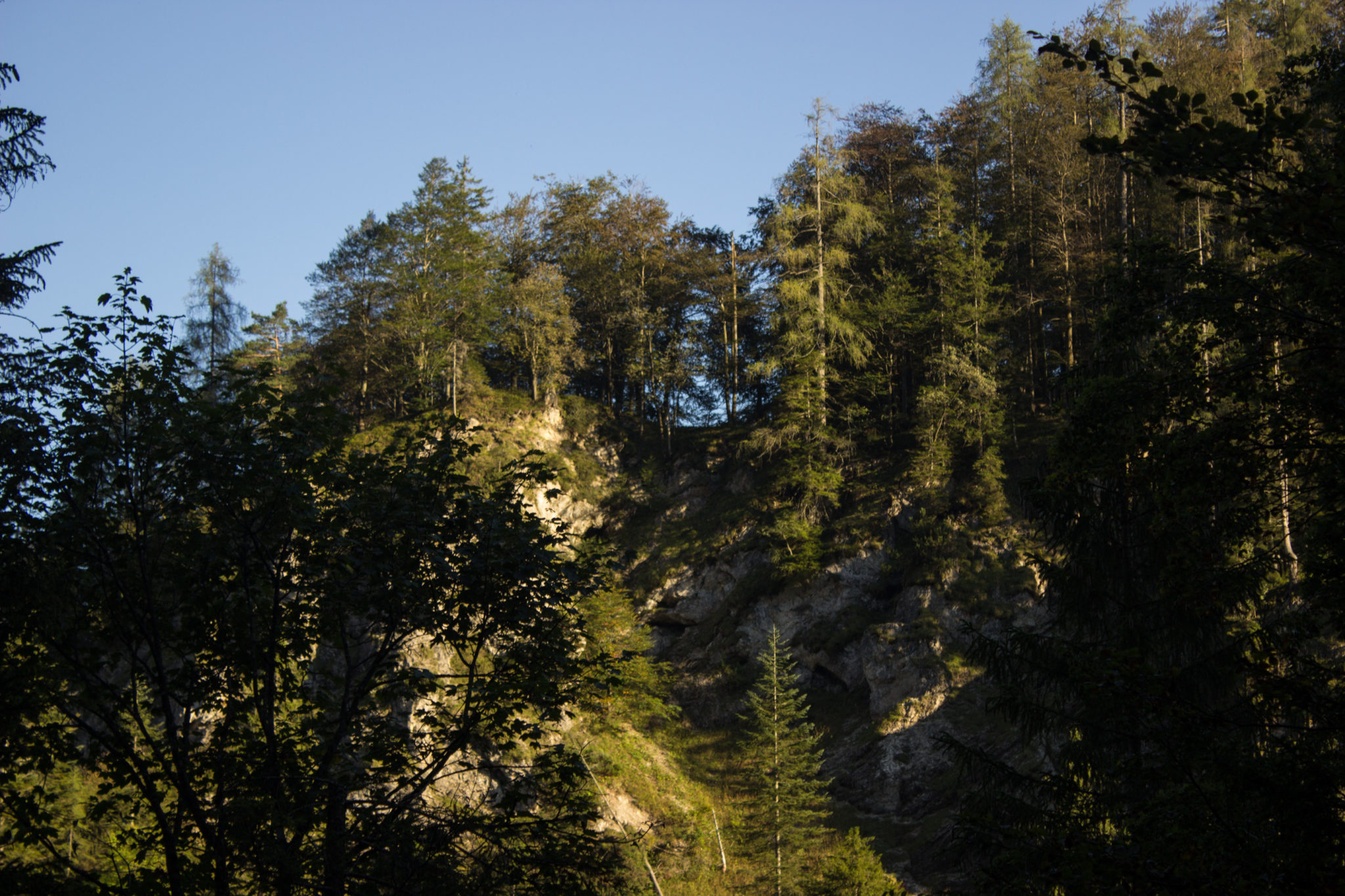 Wandern ab Haslersgatter zum Steyrsteg entlang des Flusses Krumme Steyrling, über Weingartalm und Brandlsteig im Nationalpark Kalkalpen in Oberösterreich, schöner, dichter Wald im Nationalpark