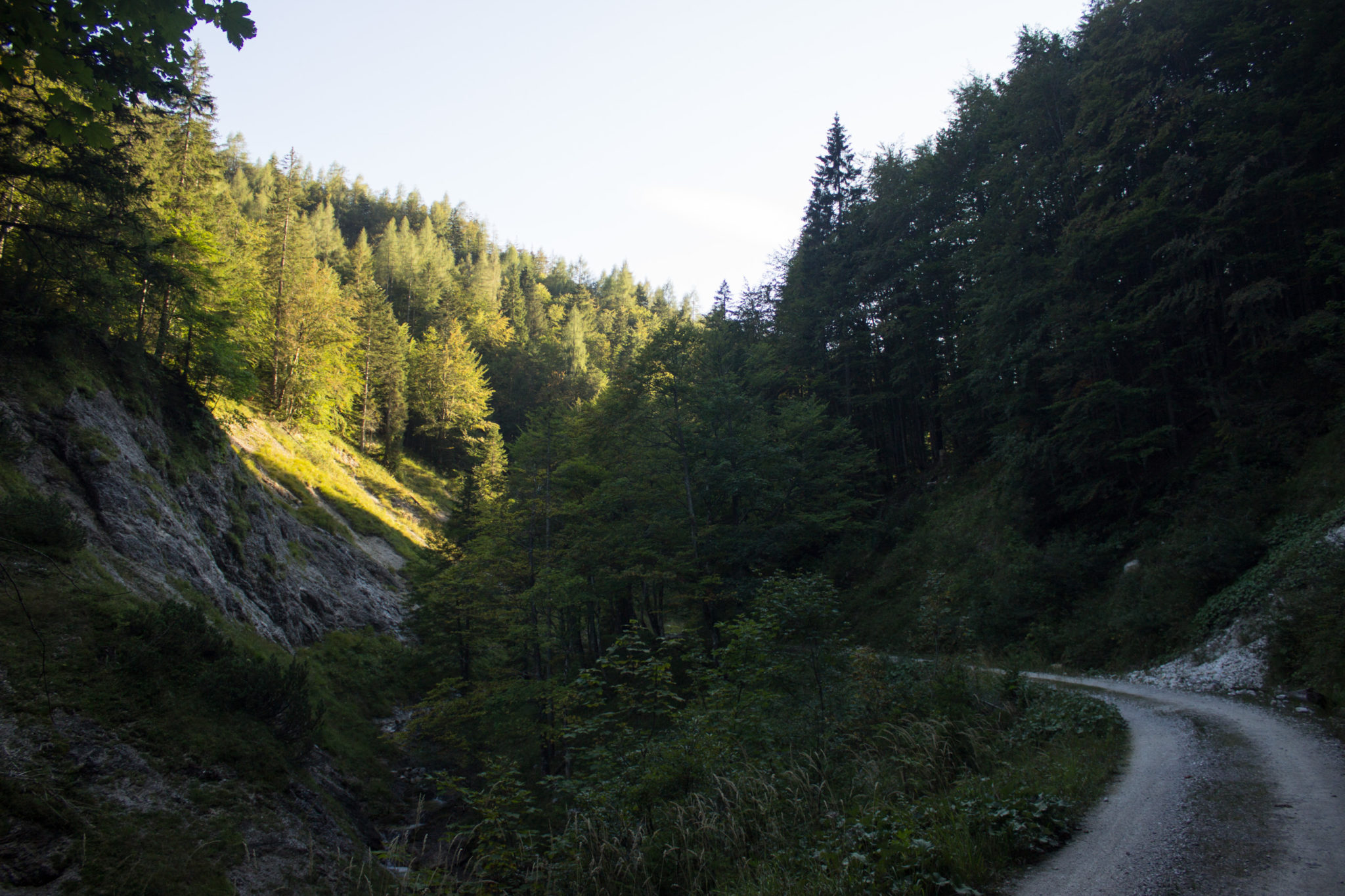 Wandern ab Haslersgatter zum Steyrsteg entlang des Flusses Krumme Steyrling, über Weingartalm und Brandlsteig im Nationalpark Kalkalpen in Oberösterreich, unterwegs auf breiterem Wanderweg, umgeben von dichtem Wald und Bergwelt