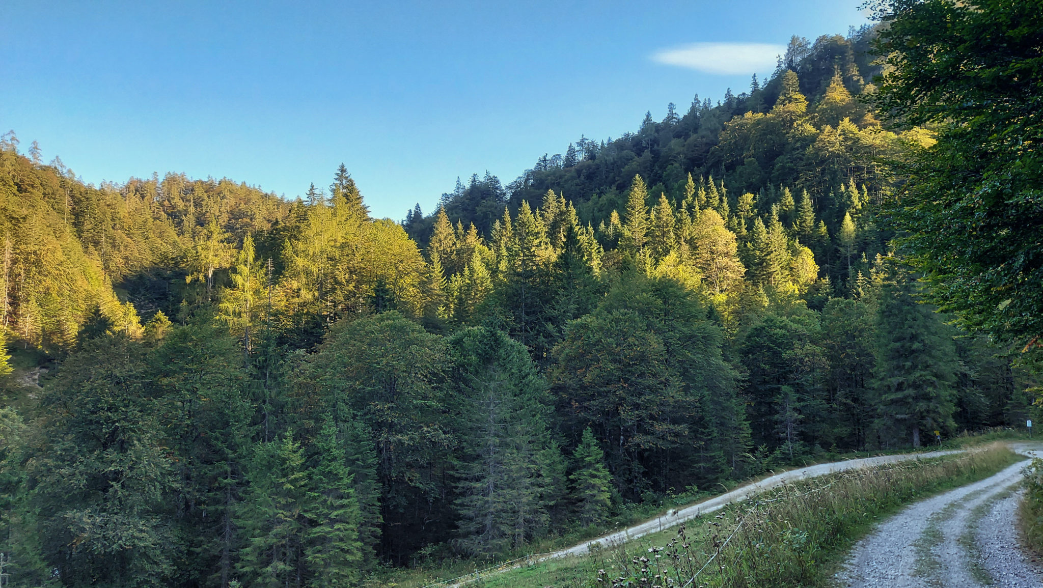 Wandern ab Haslersgatter zum Steyrsteg entlang des Flusses Krumme Steyrling, über Weingartalm und Brandlsteig im Nationalpark Kalkalpen in Oberösterreich, unterwegs auf breiterem Wanderweg, umgeben von dichtem Wald und Bergwelt