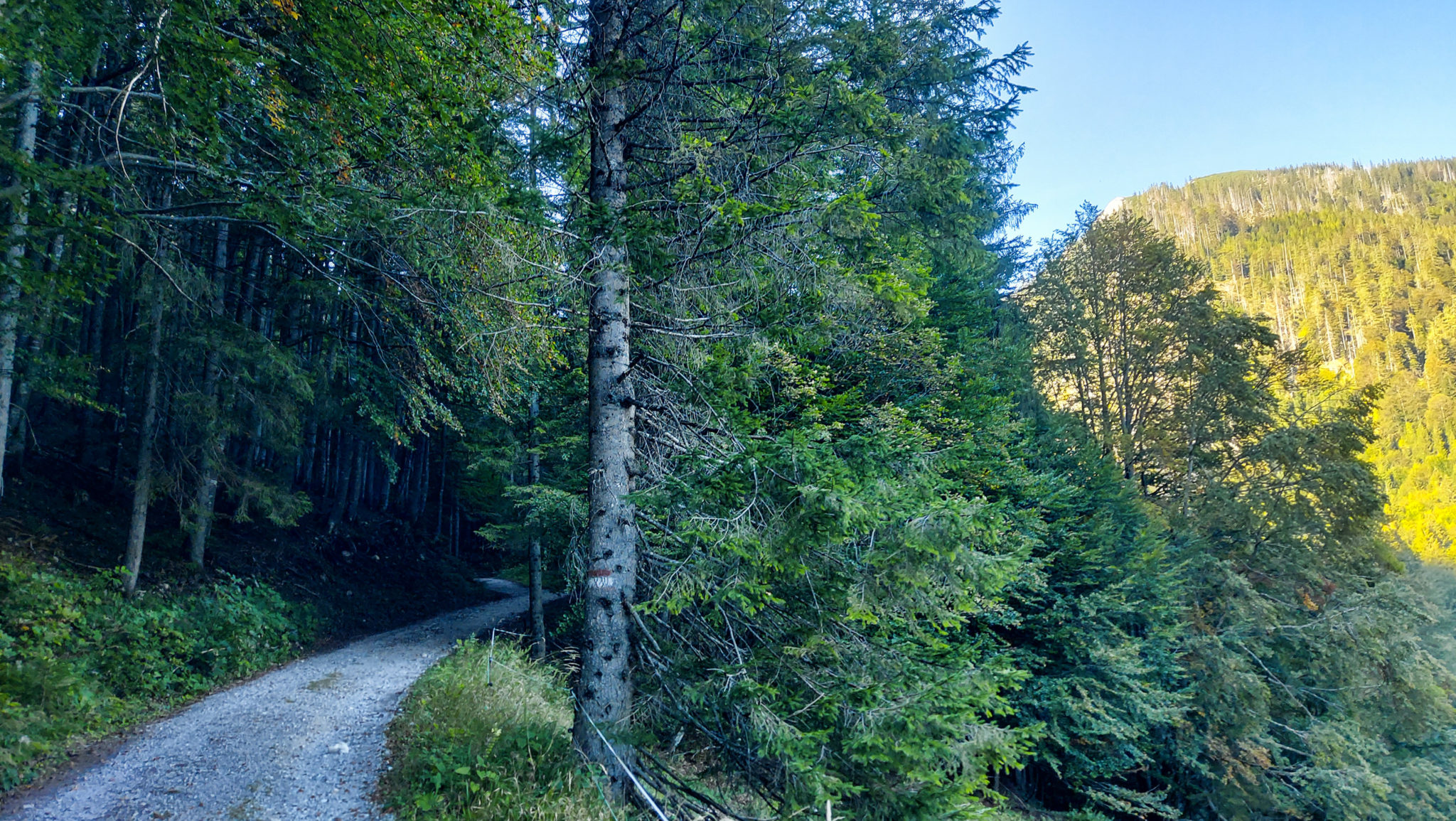 Wandern ab Haslersgatter zum Steyrsteg entlang des Flusses Krumme Steyrling, über Weingartalm und Brandlsteig im Nationalpark Kalkalpen in Oberösterreich, unterwegs auf breiterem Wanderweg, umgeben von dichtem Wald und Bergwelt, Markierung des Wanderwegs an einem Baum