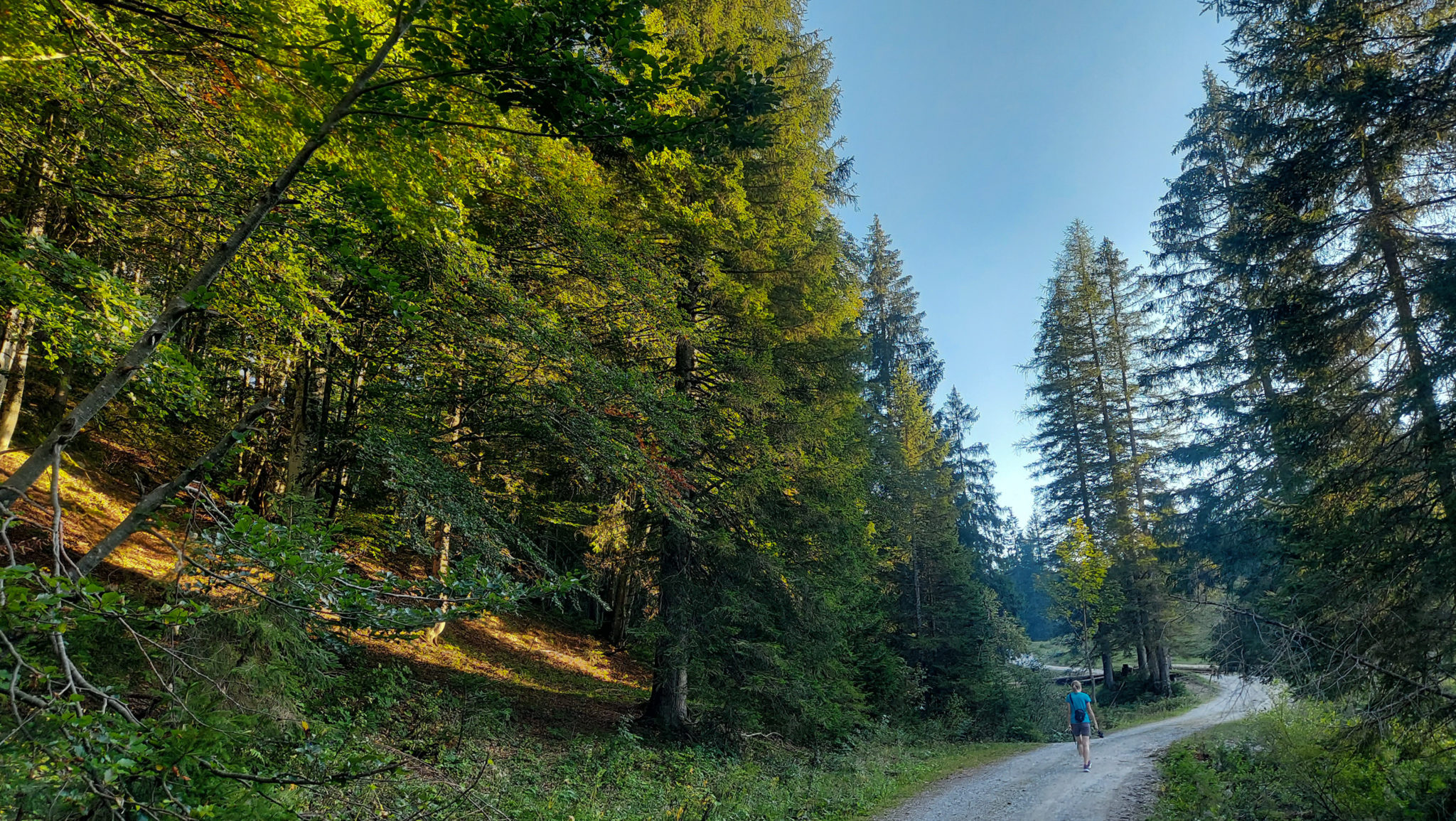 Wandern ab Haslersgatter zum Steyrsteg entlang des Flusses Krumme Steyrling, über Weingartalm und Brandlsteig im Nationalpark Kalkalpen in Oberösterreich, Wanderer unterwegs auf breiterem Wanderweg zurück zum Parkplatz Haslersgatter, Wegverlauf entlang dichtem, schönem Wald, schönes Licht durch untergehende Sonne