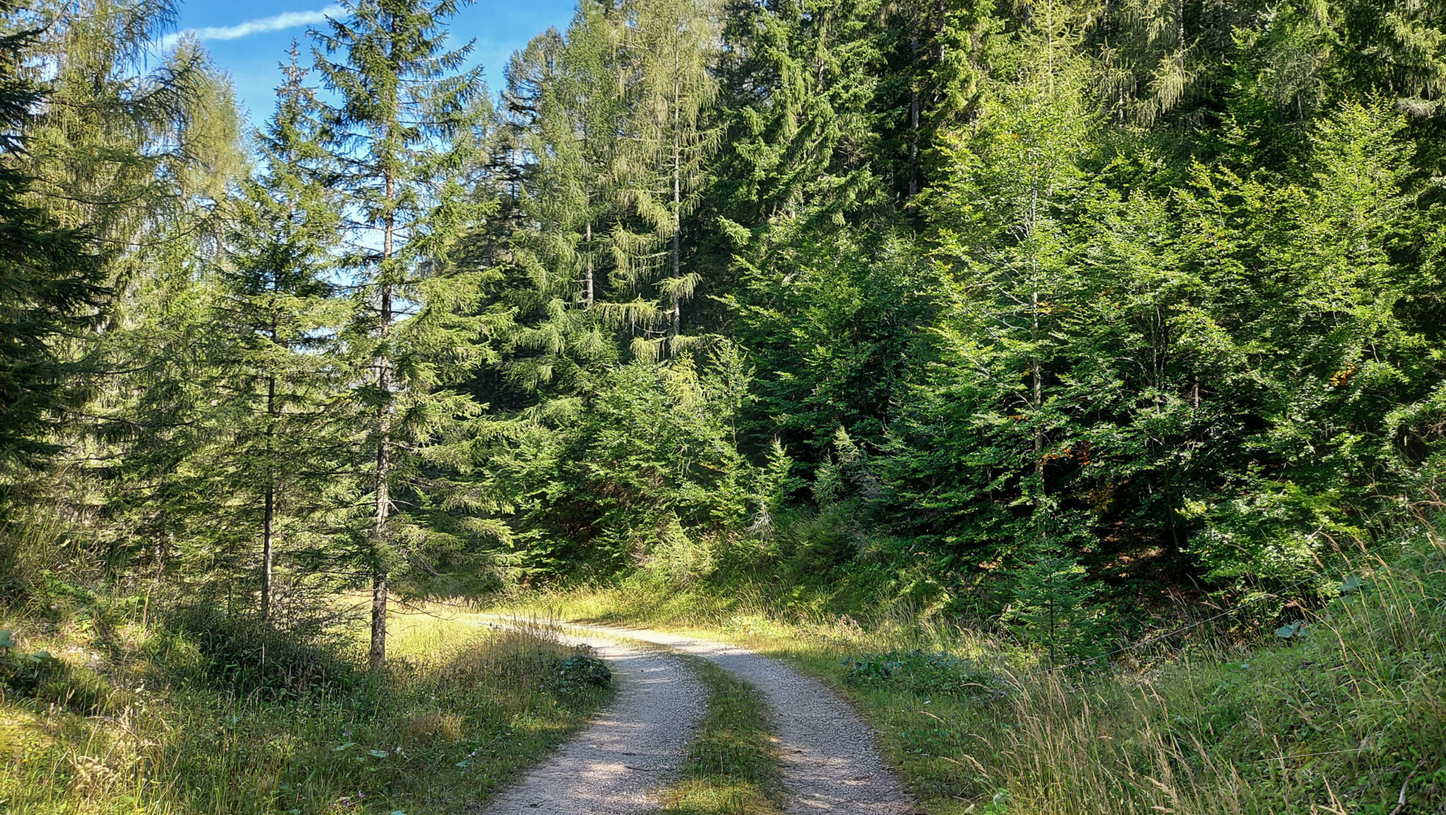 Wandern ab Haslersgatter zum Steyrsteg entlang des Flusses Krumme Steyrling, über Weingartalm und Brandlsteig im Nationalpark Kalkalpen in Oberösterreich, breitere Forststraße umgeben von schönem Wald