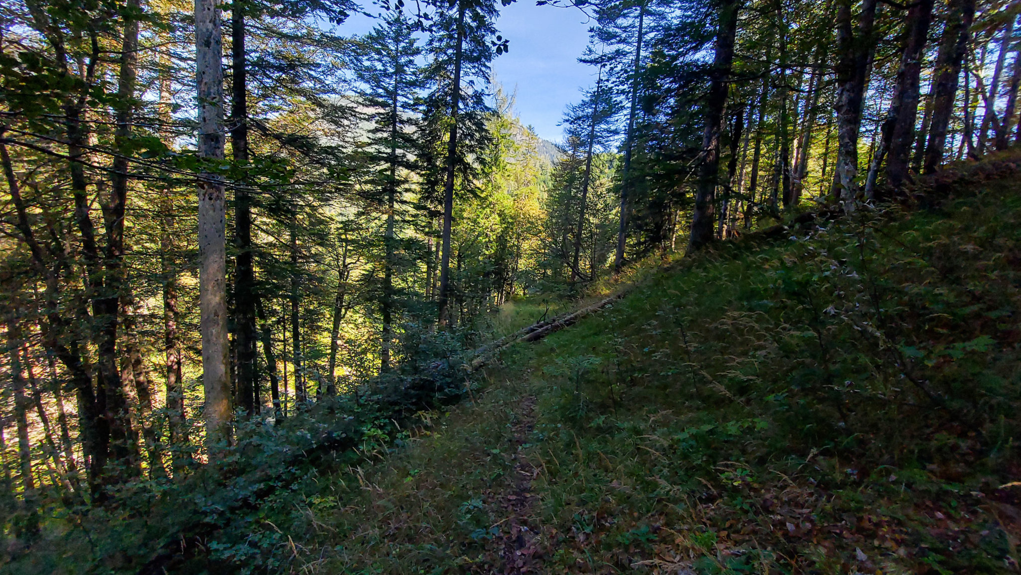 Wandern ab Haslersgatter zum Steyrsteg entlang des Flusses Krumme Steyrling, über Weingartalm und Brandlsteig im Nationalpark Kalkalpen in Oberösterreich, schmaler Wanderweg umgeben von schönem Wald