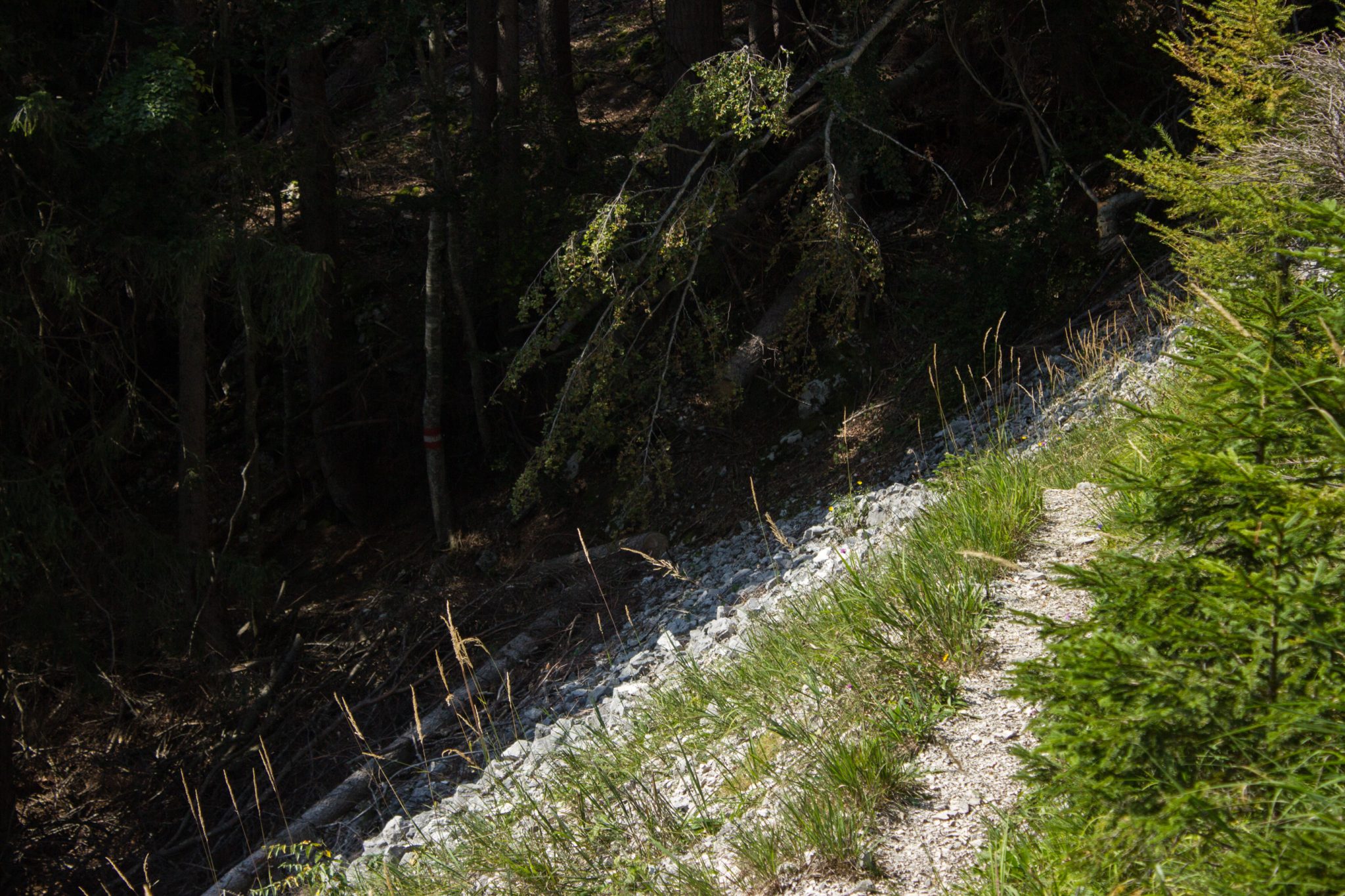 Wandern bei Windischgarsten auf den Kleinerberg über Salzabachtal, Leitersteig, Speikkogel und Schafsteig im Nationalpark Kalkalpen in Oberösterreich, schmaler Wanderweg führt während des Rundwegs im Nationalpark Kalkalpen durch schönen Wald an einem Berghang entlang