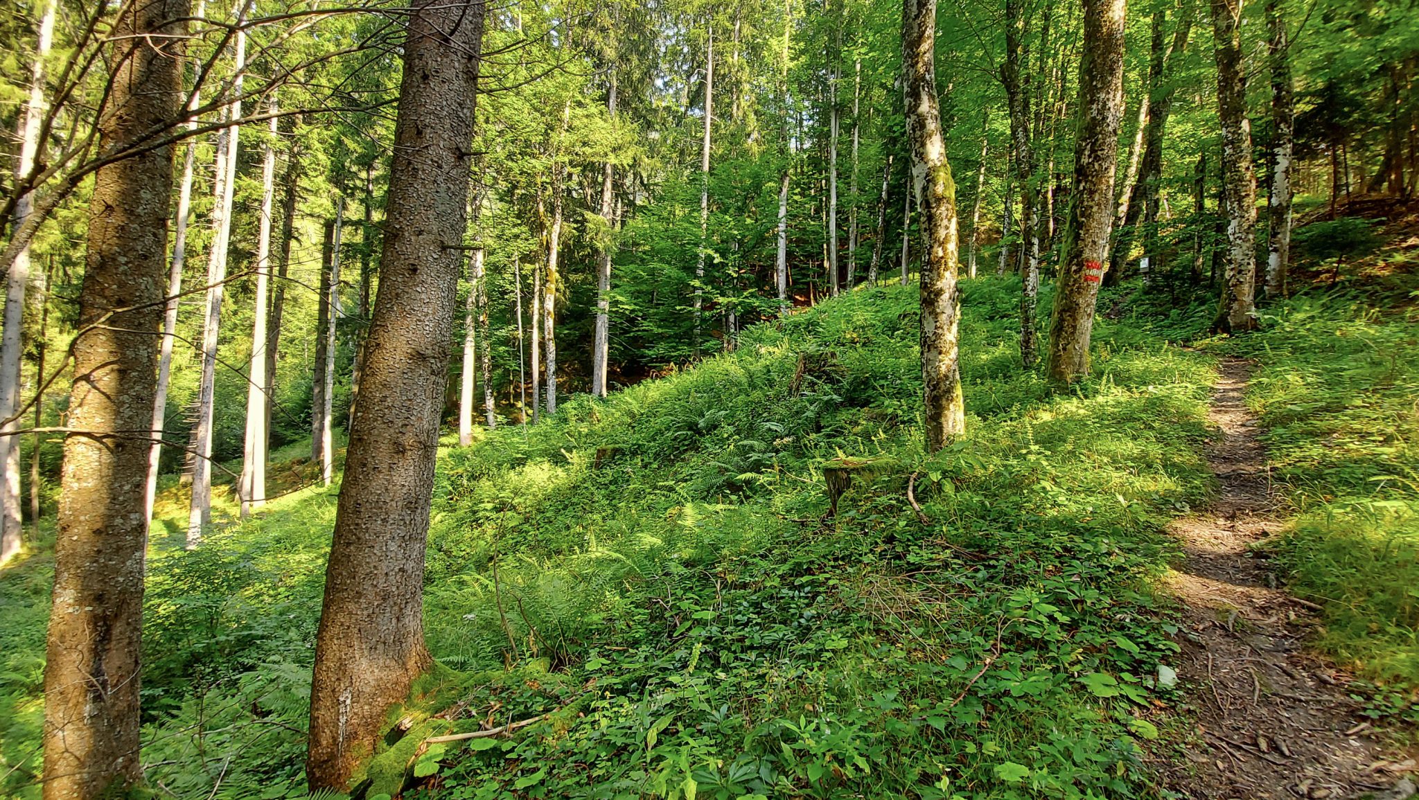 Wandern bei Windischgarsten auf den Kleinerberg über Salzabachtal, Leitersteig, Speikkogel und Schafsteig im Nationalpark Kalkalpen in Oberösterreich, schmaler Wanderweg im Nationalpark Kalkalpen während des Rundwegs durch schönen, grünen Wald, saftig grüne Pflanzen am Wegesrand