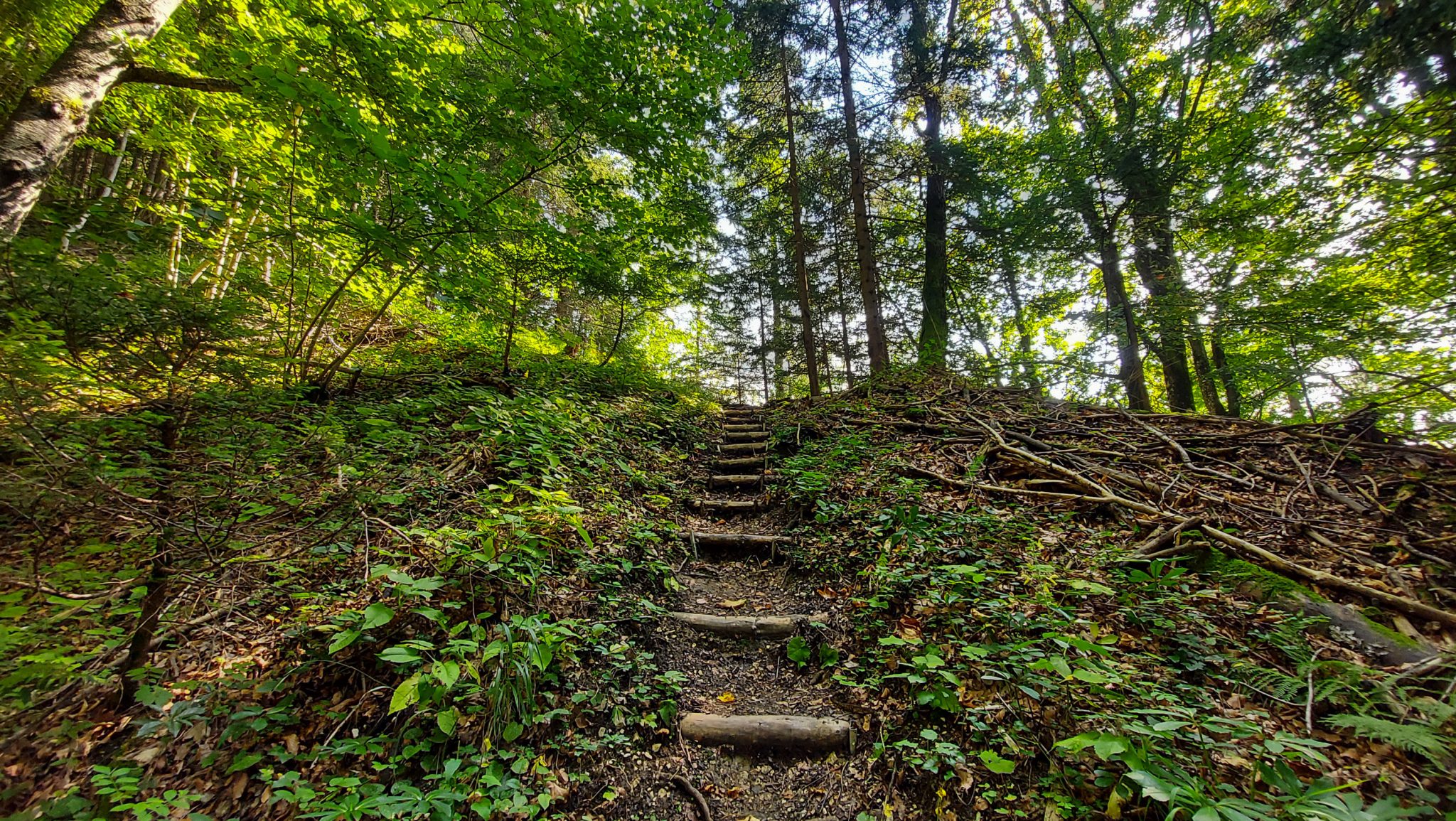 Wandern bei Windischgarsten auf den Kleinerberg über Salzabachtal, Leitersteig, Speikkogel und Schafsteig im Nationalpark Kalkalpen in Oberösterreich, schmaler Wanderweg über Holzstufen im Nationalpark Kalkalpen während des Rundwegs durch schönen, grünen Wald, saftig grüne Pflanzen am Wegesrand