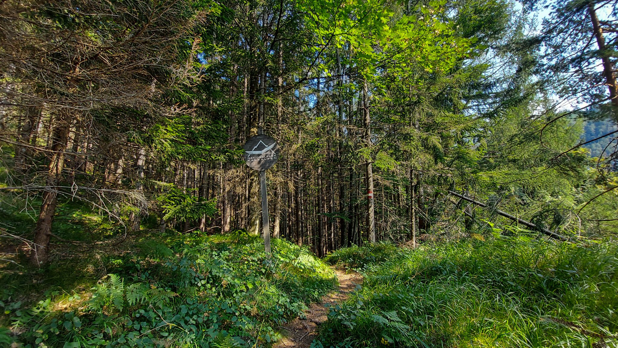 Wandern bei Windischgarsten auf den Kleinerberg über Salzabachtal, Leitersteig, Speikkogel und Schafsteig im Nationalpark Kalkalpen in Oberösterreich, schmaler Wanderweg im Nationalpark Kalkalpen während des Rundwegs durch schönen, grünen Wald, saftig grüne Pflanzen am Wegesrand, Hinweisschild Nationalpark Kalkalpen