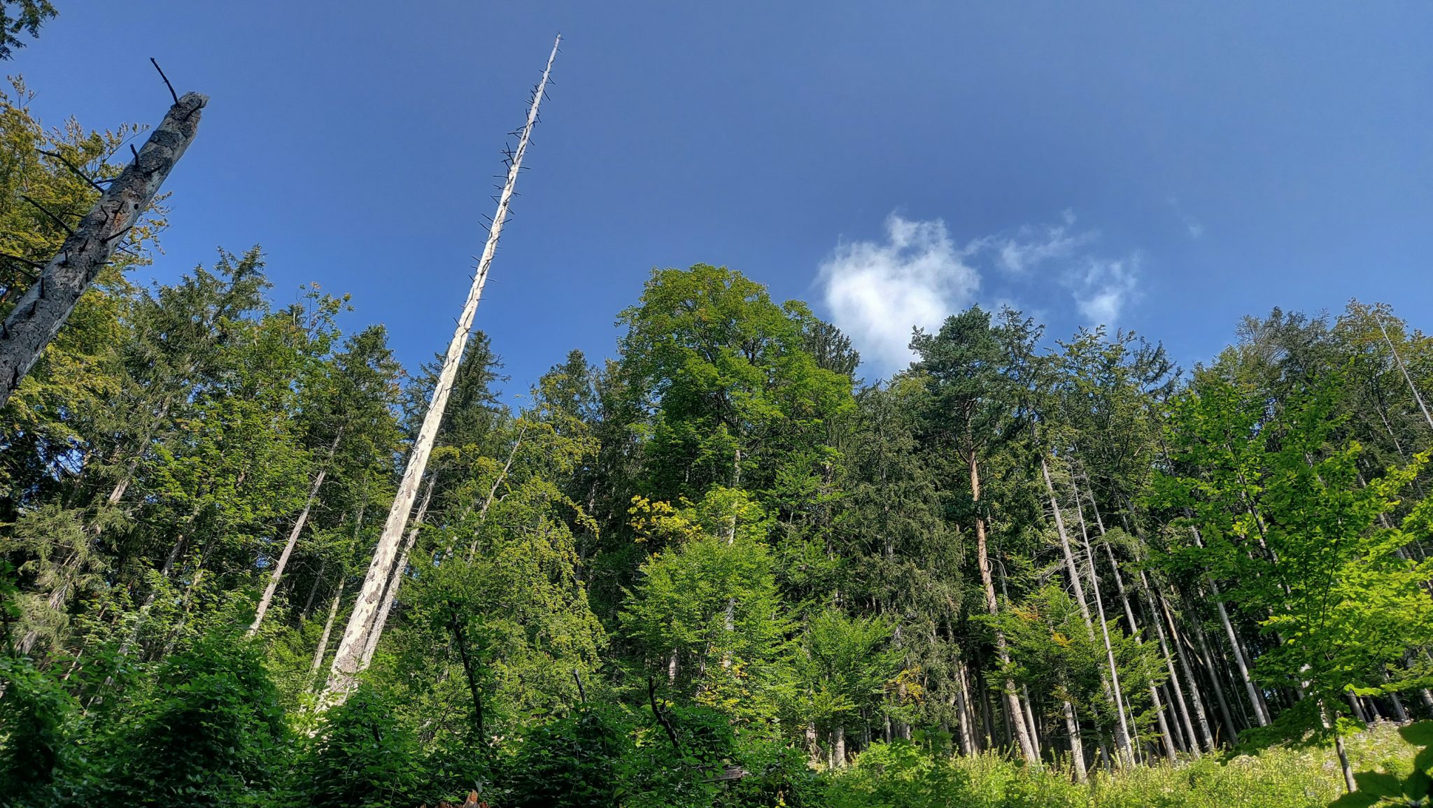 Wandern bei Windischgarsten auf den Kleinerberg über Salzabachtal, Leitersteig, Speikkogel und Schafsteig im Nationalpark Kalkalpen in Oberösterreich, schmaler Wanderweg im Nationalpark Kalkalpen während des Rundwegs durch schönen, grünen Wald, saftig grüne Pflanzen am Wegesrand, großer, kahler Baum ragt hoch hinaus