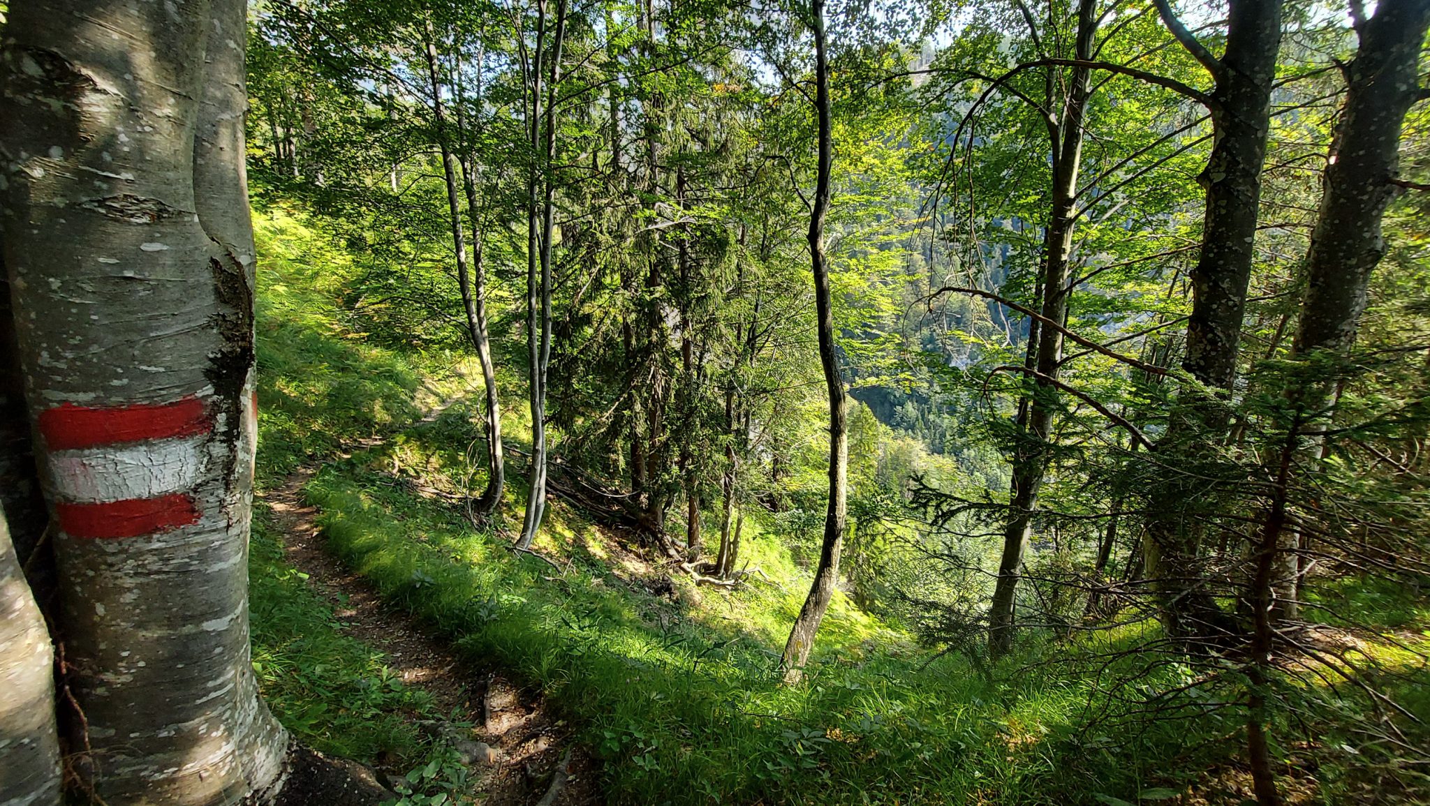 Wandern bei Windischgarsten auf den Kleinerberg über Salzabachtal, Leitersteig, Speikkogel und Schafsteig im Nationalpark Kalkalpen in Oberösterreich, schmaler Wanderweg im Nationalpark Kalkalpen während des Rundwegs durch schönen, grünen Wald, saftig grüne Pflanzen am Wegesrand, Markierung des Wanderwegs am Baum