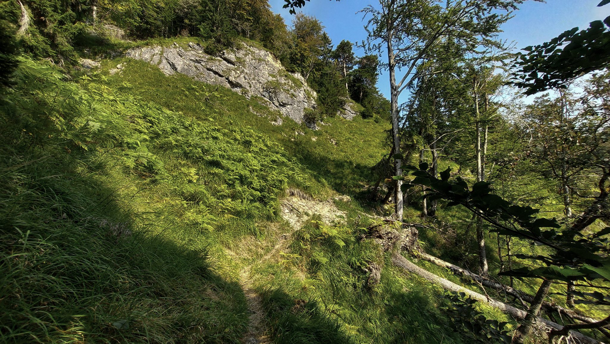 Wandern bei Windischgarsten auf den Kleinerberg über Salzabachtal, Leitersteig, Speikkogel und Schafsteig im Nationalpark Kalkalpen in Oberösterreich, schmaler Wanderweg im Nationalpark Kalkalpen während des Rundwegs durch schönen, grünen Wald, saftig grüne Pflanzen am Wegesrand