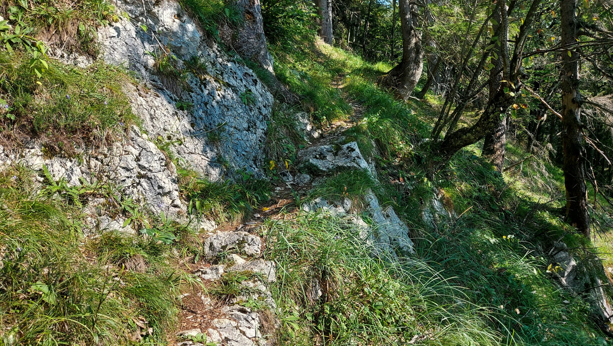 Wandern bei Windischgarsten auf den Kleinerberg über Salzabachtal, Leitersteig, Speikkogel und Schafsteig im Nationalpark Kalkalpen in Oberösterreich, schmaler Wanderweg im Nationalpark Kalkalpen während des Rundwegs in der Nähe von Windischgarsten durch schönen, grünen Wald, saftig grüne Vegetation, vollkommene Stille, keine anderen Wanderer