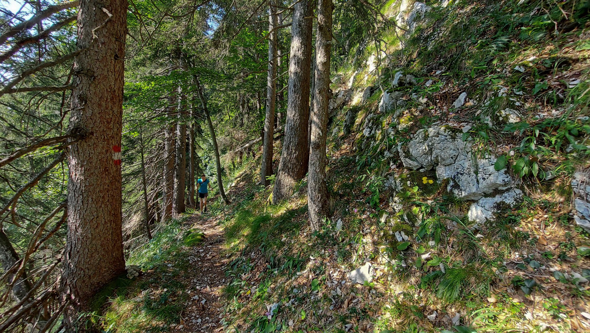 Wandern bei Windischgarsten auf den Kleinerberg über Salzabachtal, Leitersteig, Speikkogel und Schafsteig im Nationalpark Kalkalpen in Oberösterreich, Wanderer ist unterwegs auf schmalem Wanderweg im Nationalpark Kalkalpen während des Rundwegs durch schönen, grünen Wald, sehr abwechslungsreiche Wegführung