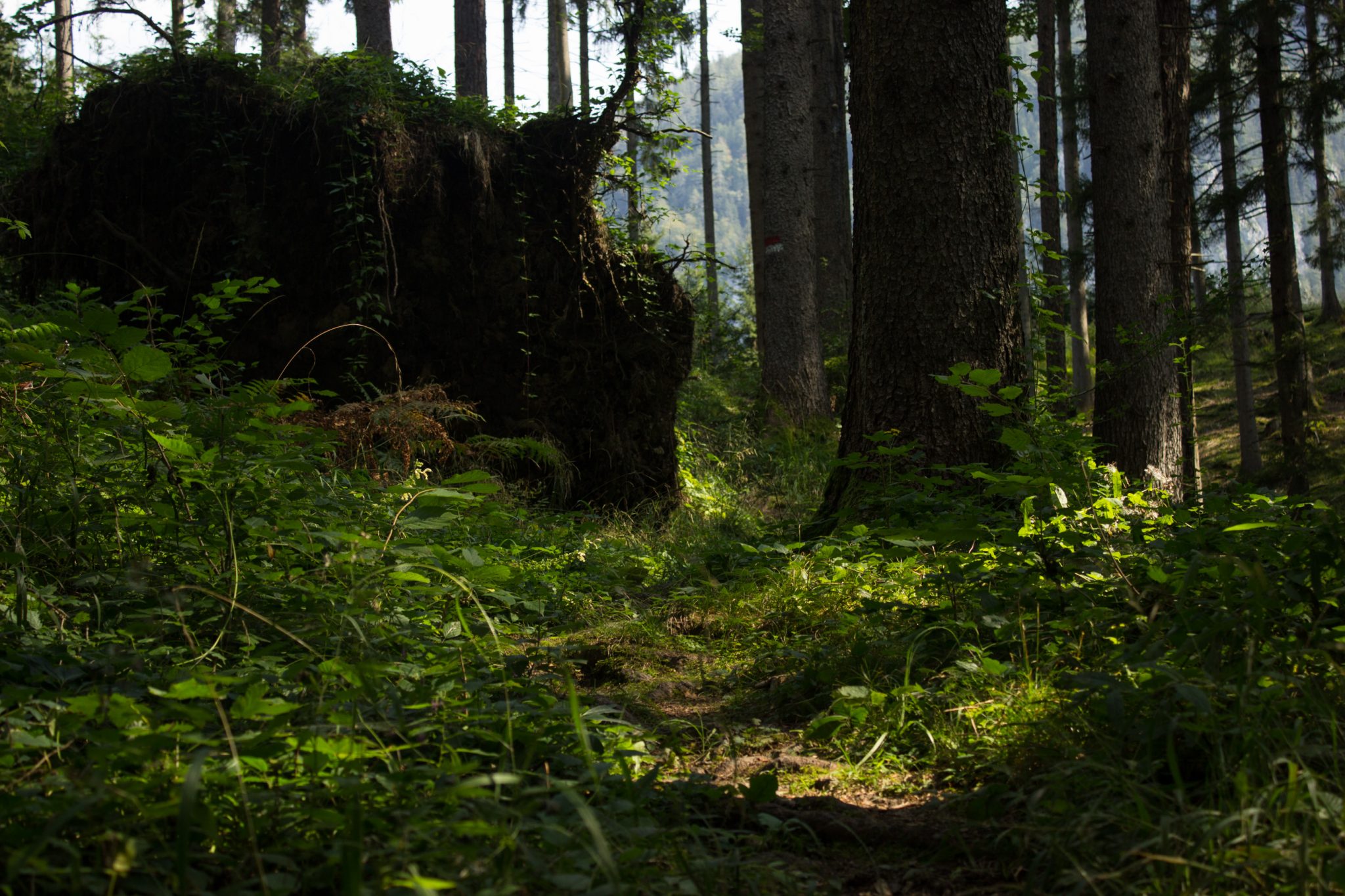Wandern bei Windischgarsten auf den Kleinerberg über Salzabachtal, Leitersteig, Speikkogel und Schafsteig im Nationalpark Kalkalpen in Oberösterreich, schmaler Wanderweg entlang des Leitersteigs durch schönen, grünen Wald, umgekippter Baum wird liegen gelassen im Nationalpark