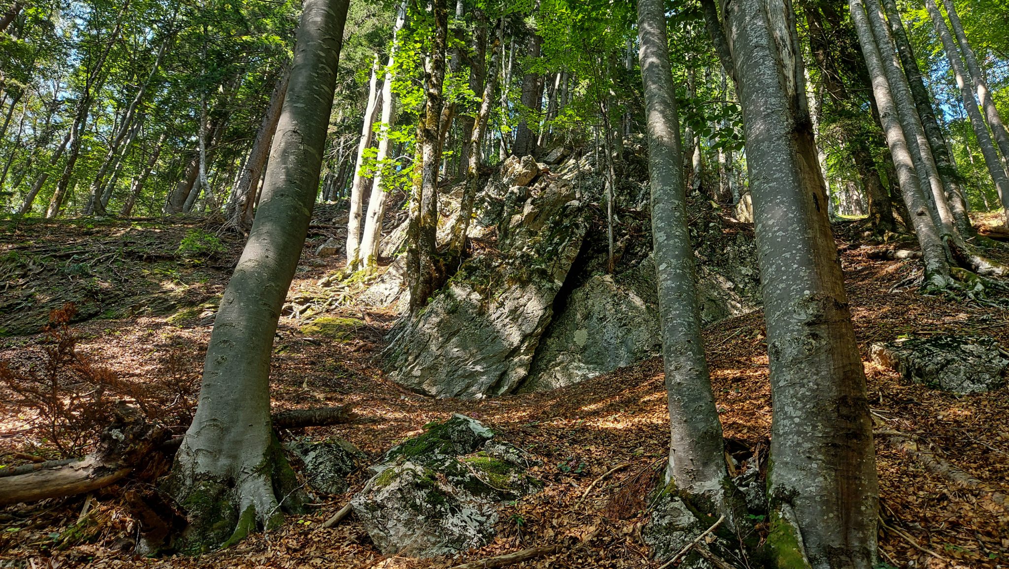 Wandern bei Windischgarsten auf den Kleinerberg über Salzabachtal, Leitersteig, Speikkogel und Schafsteig im Nationalpark Kalkalpen in Oberösterreich, Wanderer sind unterwegs auf schmalem Wanderweg im Nationalpark Kalkalpen während des Rundwegs durch schönen Wald, sehr abwechslungsreiche Wegführung