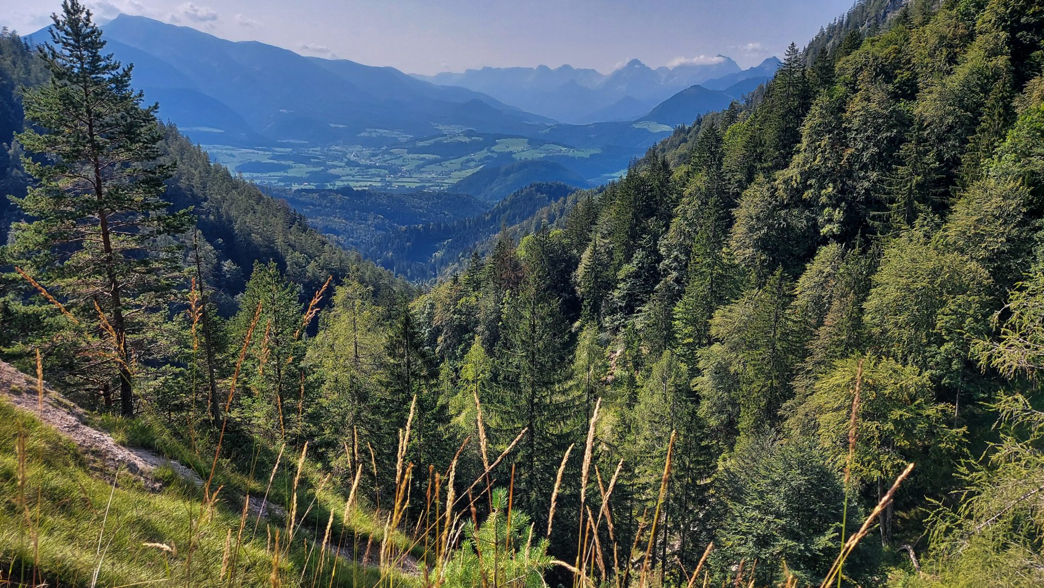 Wandern bei Windischgarsten auf den Kleinerberg über Salzabachtal, Leitersteig, Speikkogel und Schafsteig im Nationalpark Kalkalpen in Oberösterreich, Aussicht genießen auf umliegende Wälder und Berggipfel in der Ferne an warmem Sommertag