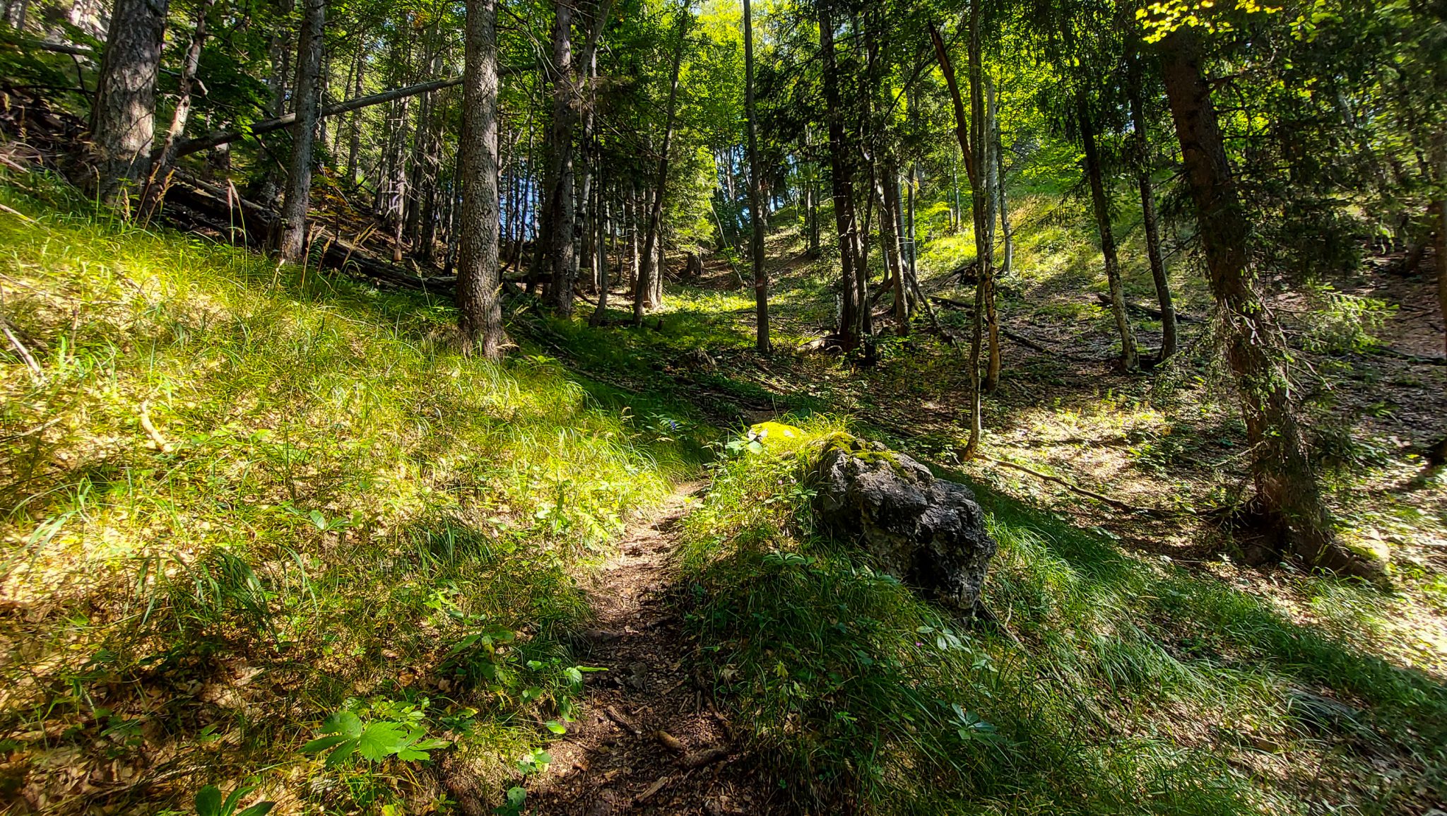 Wandern bei Windischgarsten auf den Kleinerberg über Salzabachtal, Leitersteig, Speikkogel und Schafsteig im Nationalpark Kalkalpen in Oberösterreich, Wanderer sind unterwegs auf schmalem Wanderweg im Nationalpark Kalkalpen während des Rundwegs durch schönen, grünen Wald, sehr abwechslungsreiche Wegführung