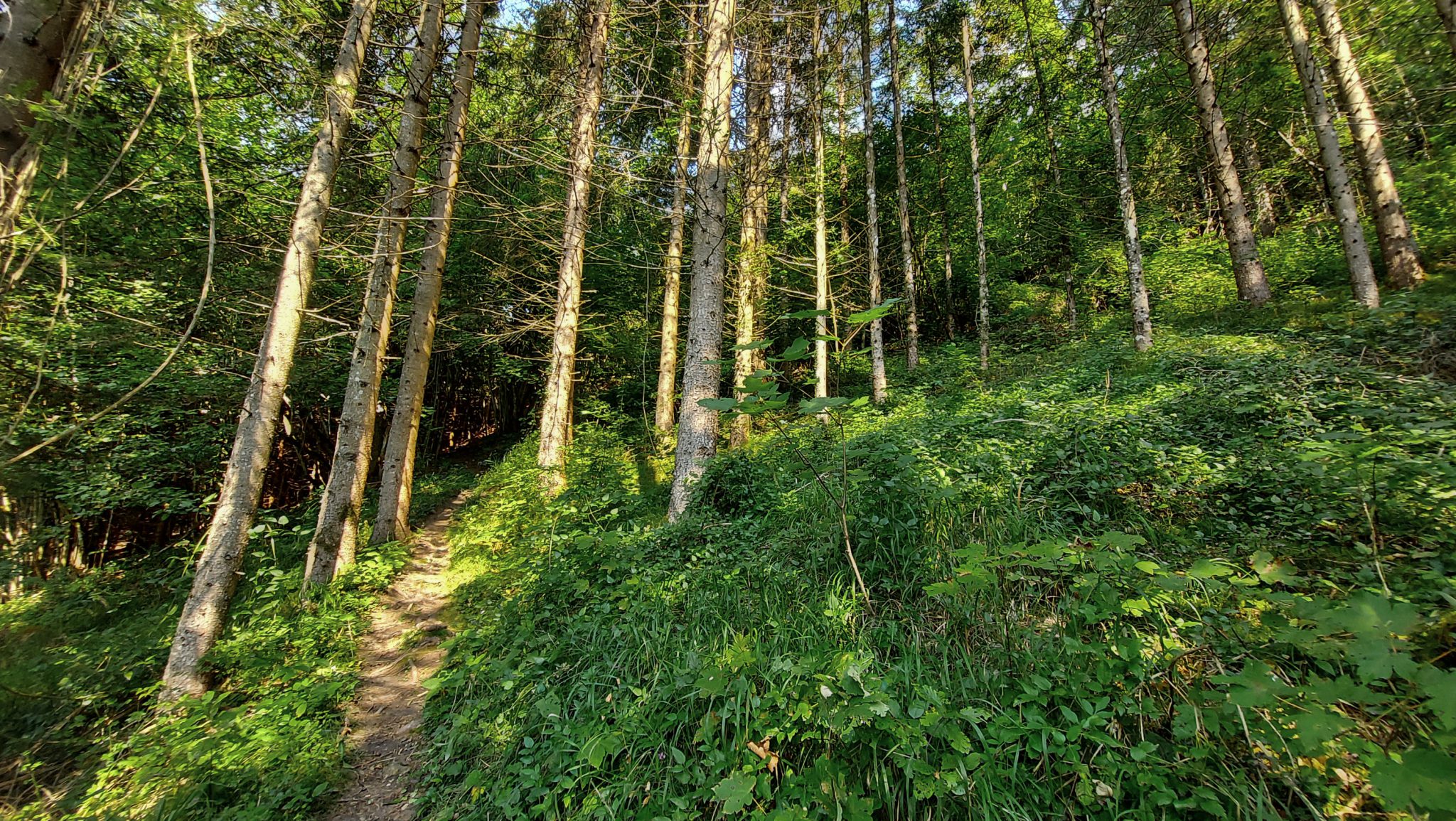 Wandern bei Windischgarsten auf den Kleinerberg über Salzabachtal, Leitersteig, Speikkogel und Schafsteig im Nationalpark Kalkalpen in Oberösterreich, schmaler Wanderweg entlang des Leitersteigs durch schönen, grünen Wald, saftig grüne Pflanzen am Wegesrand