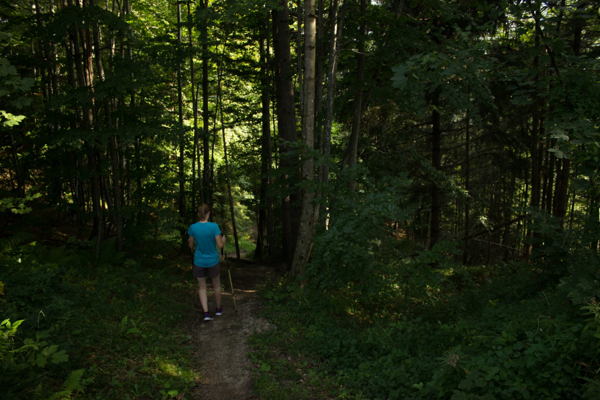 Wandern bei Windischgarsten auf den Kleinerberg über Salzabachtal, Leitersteig, Speikkogel und Schafsteig im Nationalpark Kalkalpen in Oberösterreich, Wanderer sind unterwegs auf schmalem Wanderweg des Schafsteigs im Nationalpark Kalkalpen während des Rundwegs durch schönen, grünen Wald, sehr abwechslungsreiche Wegführung