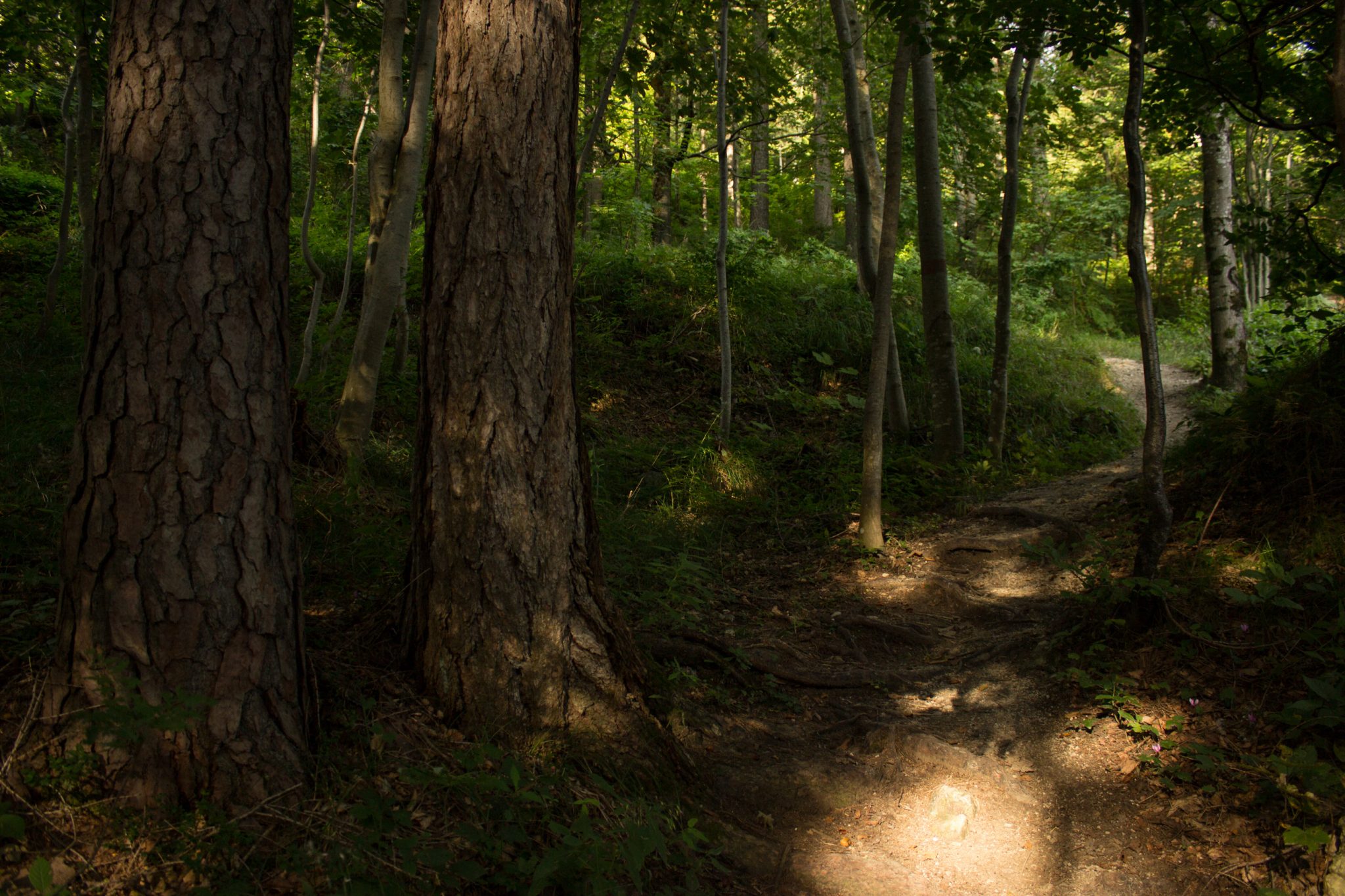 Wandern bei Windischgarsten auf den Kleinerberg über Salzabachtal, Leitersteig, Speikkogel und Schafsteig im Nationalpark Kalkalpen in Oberösterreich, unterwegs auf Wanderweg des Schafsteigs im Nationalpark Kalkalpen während des Rundwegs durch schönen, grünen Wald, sehr abwechslungsreiche Wegführung auf toller Wanderung