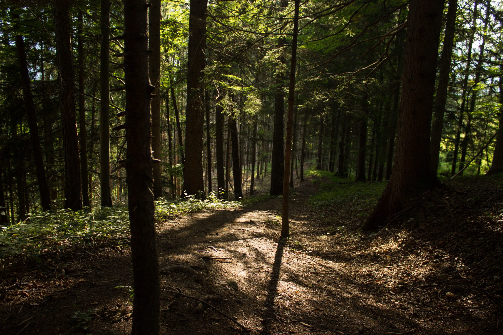 Wandern bei Windischgarsten auf den Kleinerberg über Salzabachtal, Leitersteig, Speikkogel und Schafsteig im Nationalpark Kalkalpen in Oberösterreich, unterwegs auf Wanderweg des Schafsteigs im Nationalpark Kalkalpen während des Rundwegs durch schönen, grünen Wald, sehr abwechslungsreiche Wegführung auf toller Wanderung