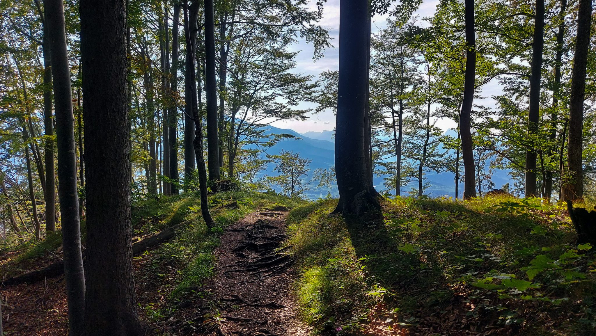 Wandern bei Windischgarsten auf den Kleinerberg über Salzabachtal, Leitersteig, Speikkogel und Schafsteig im Nationalpark Kalkalpen in Oberösterreich, unterwegs auf Wanderweg des Schafsteigs im Nationalpark Kalkalpen während des Rundwegs durch schönen, grünen Wald mit Aussicht in der Ferne, sehr abwechslungsreiche Wegführung auf toller Wanderung