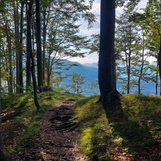 Wandern bei Windischgarsten auf den Kleinerberg über Salzabachtal, Leitersteig, Speikkogel und Schafsteig im Nationalpark Kalkalpen in Oberösterreich, unterwegs auf Wanderweg des Schafsteigs im Nationalpark Kalkalpen während des Rundwegs durch schönen, grünen Wald mit Aussicht in der Ferne, sehr abwechslungsreiche Wegführung auf toller Wanderung