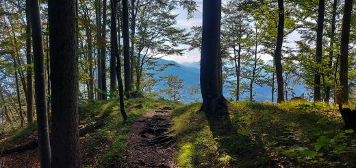 Wandern bei Windischgarsten auf den Kleinerberg über Salzabachtal, Leitersteig, Speikkogel und Schafsteig im Nationalpark Kalkalpen in Oberösterreich, unterwegs auf Wanderweg des Schafsteigs im Nationalpark Kalkalpen während des Rundwegs durch schönen, grünen Wald mit Aussicht in der Ferne, sehr abwechslungsreiche Wegführung auf toller Wanderung