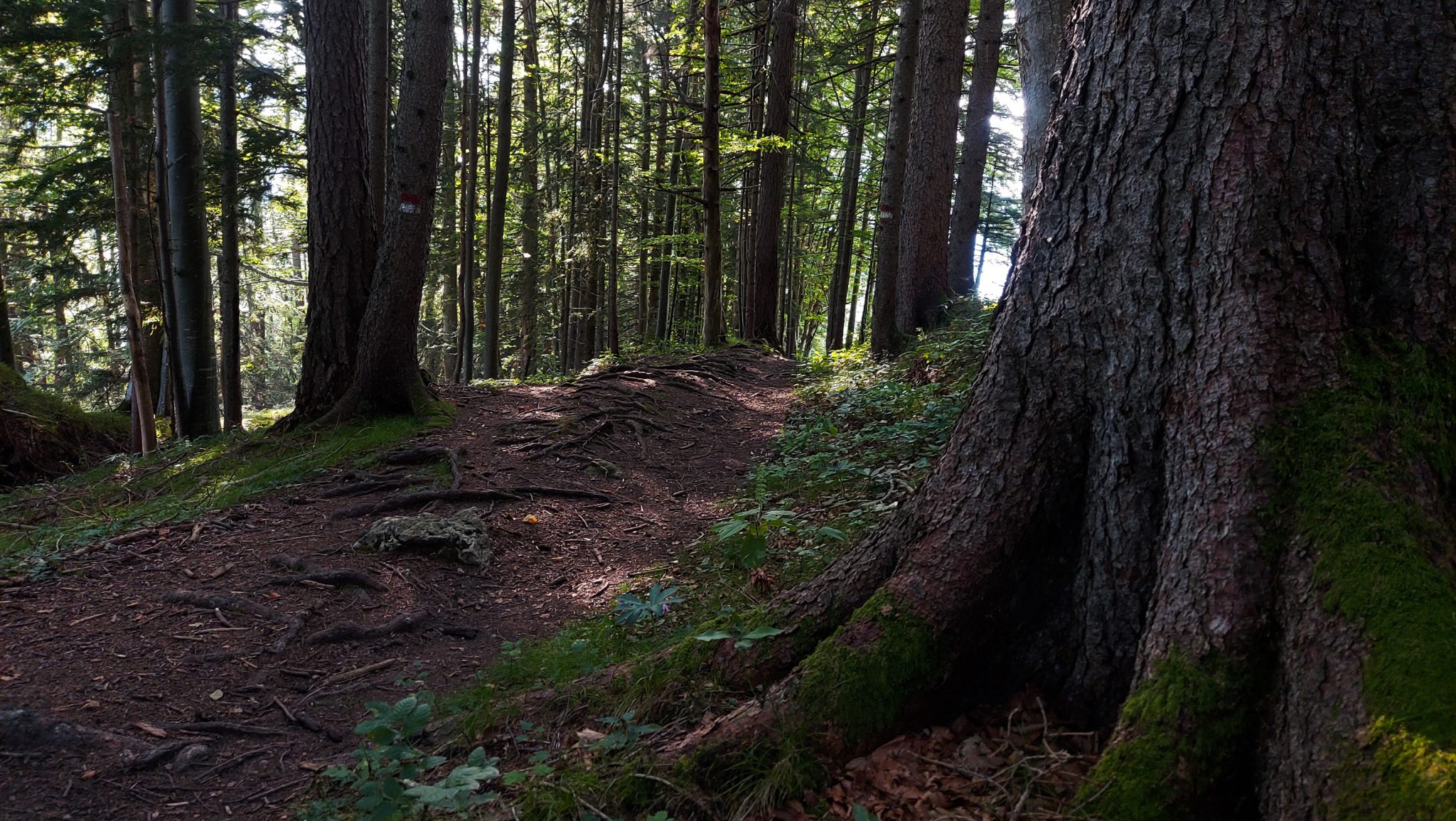 Wandern bei Windischgarsten auf den Kleinerberg über Salzabachtal, Leitersteig, Speikkogel und Schafsteig im Nationalpark Kalkalpen in Oberösterreich, unterwegs auf Wanderweg des Schafsteigs im Nationalpark Kalkalpen während des Rundwegs durch schönen, grünen Wald, sehr abwechslungsreiche Wegführung auf Waldweg auf toller Wanderung, dicker Baum