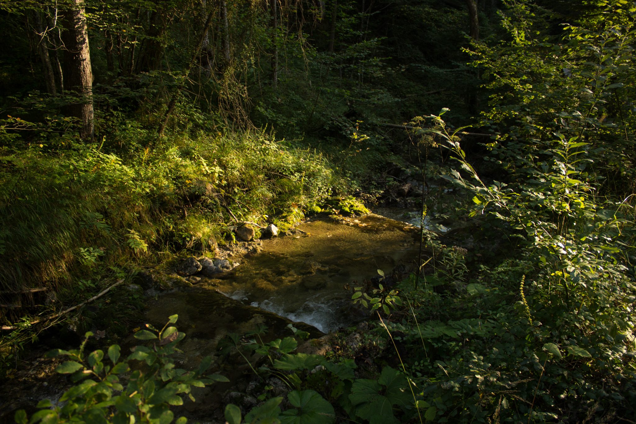 Wandern bei Windischgarsten auf den Kleinerberg über Salzabachtal, Leitersteig, Speikkogel und Schafsteig im Nationalpark Kalkalpen in Oberösterreich, nach Abstieg über Wanderweg des Schafsteigs im Nationalpark Kalkalpen geht es zurück im Salzabachtal, Salzabach fließt sanft dahin, untergehende Sonne zaubert schönes Licht, abwechslungsreicher Wanderweg durch schönen, sehr dichten und grünen Wald, eine sehr empfehlenswerte Wanderung