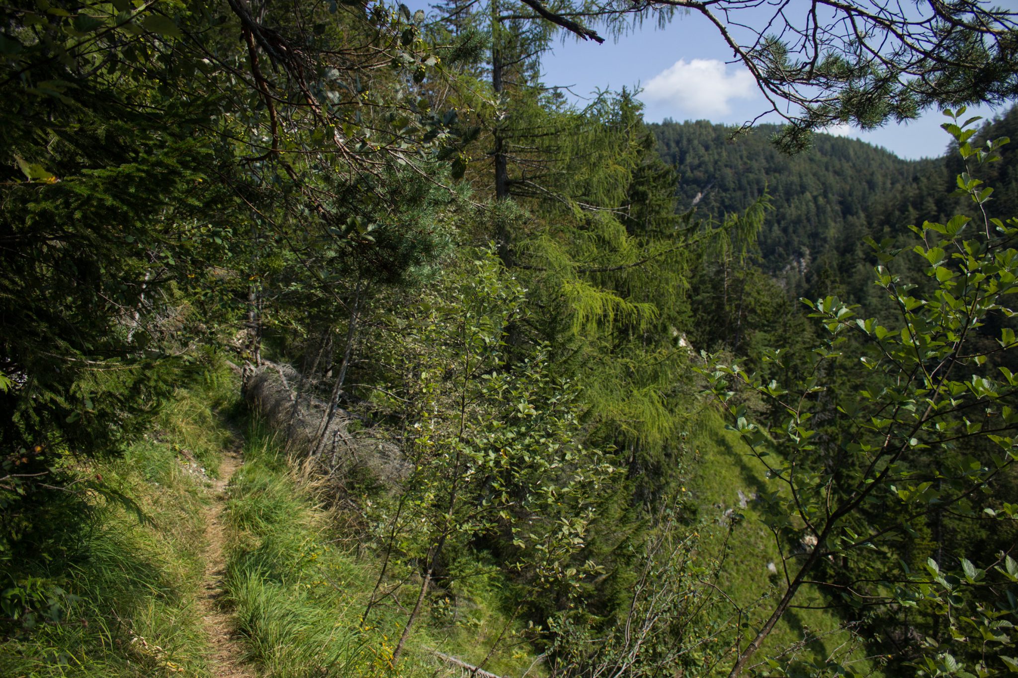 Wandern bei Windischgarsten auf den Kleinerberg über Salzabachtal, Leitersteig, Speikkogel und Schafsteig im Nationalpark Kalkalpen in Oberösterreich, schmaler Wanderweg entlang des Leitersteigs entlang am Berghang, saftig grüne Pflanzen am Wegesrand