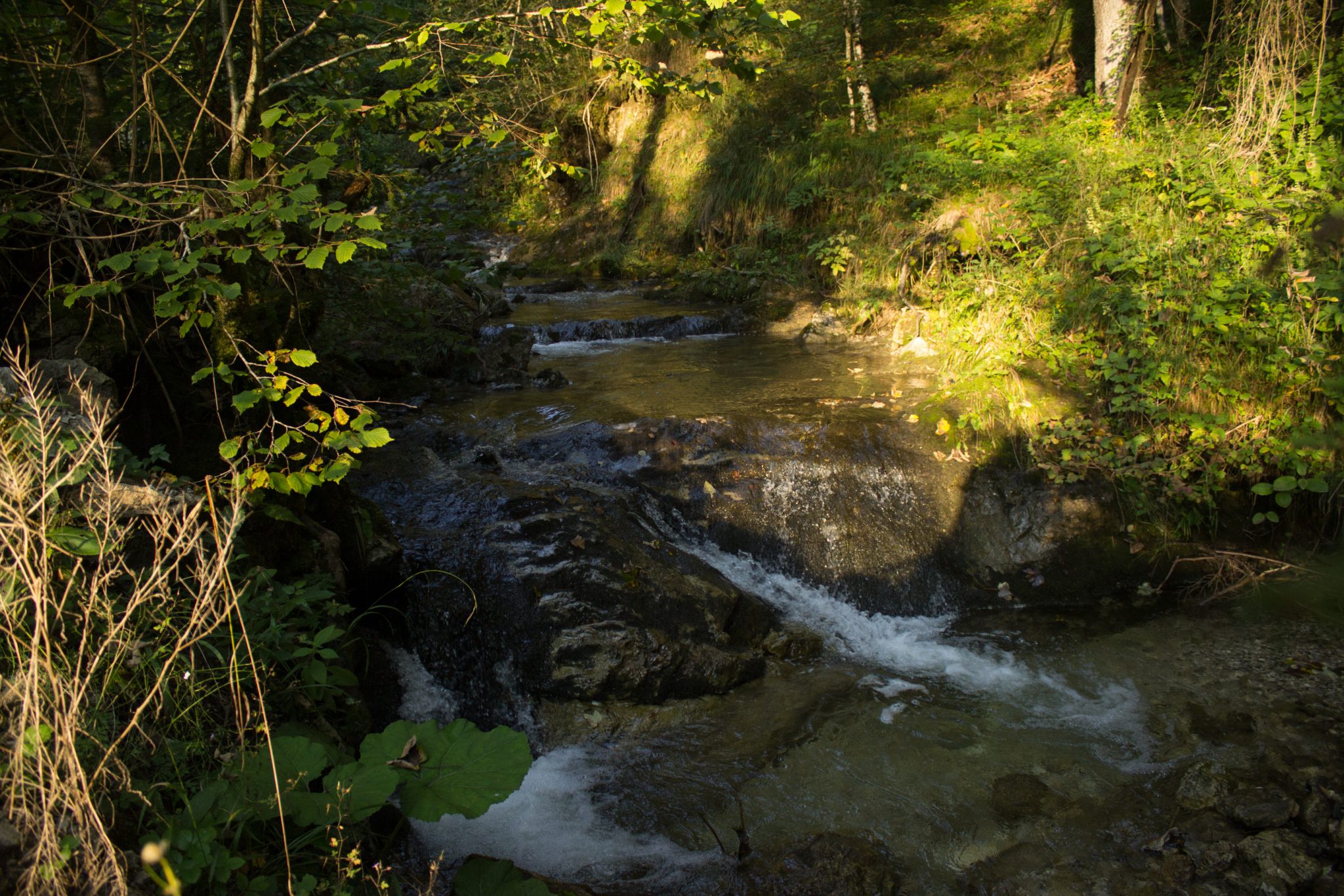 Wandern bei Windischgarsten auf den Kleinerberg über Salzabachtal, Leitersteig, Speikkogel und Schafsteig im Nationalpark Kalkalpen in Oberösterreich, nach Abstieg über Wanderweg des Schafsteigs im Nationalpark Kalkalpen geht es zurück im Salzabachtal, Salzabach fließt sanft dahin, untergehende Sonne zaubert schönes Licht, abwechslungsreicher Wanderweg durch schönen, sehr dichten und grünen Wald, eine sehr empfehlenswerte Wanderung