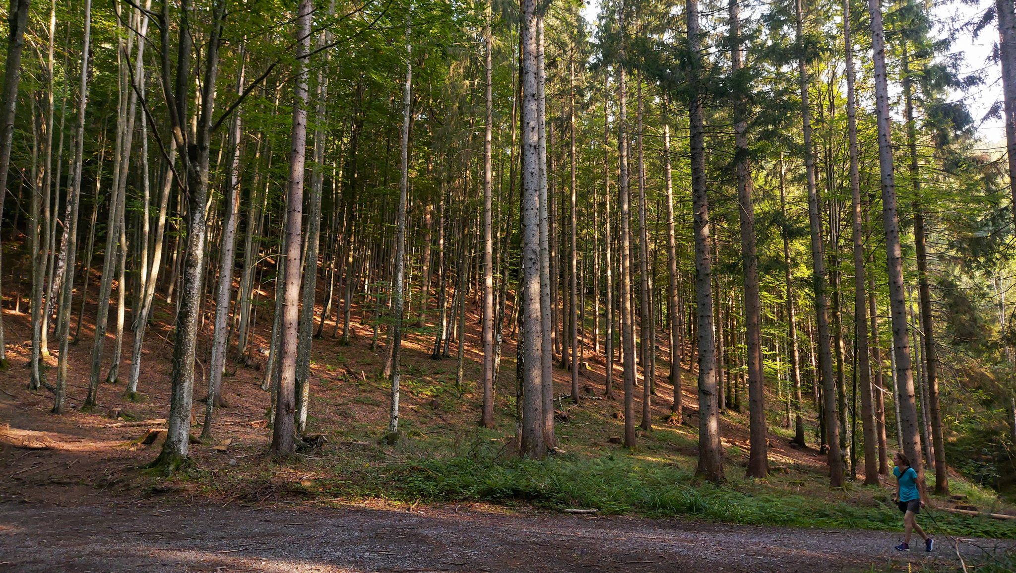 Wandern bei Windischgarsten auf den Kleinerberg über Salzabachtal, Leitersteig, Speikkogel und Schafsteig im Nationalpark Kalkalpen in Oberösterreich, Rückweg zum Ausgangspunkt bei Windischgarsten durch abermals schönen Wald, Wanderer verdeutlicht die Höhe der umliegenden Bäume