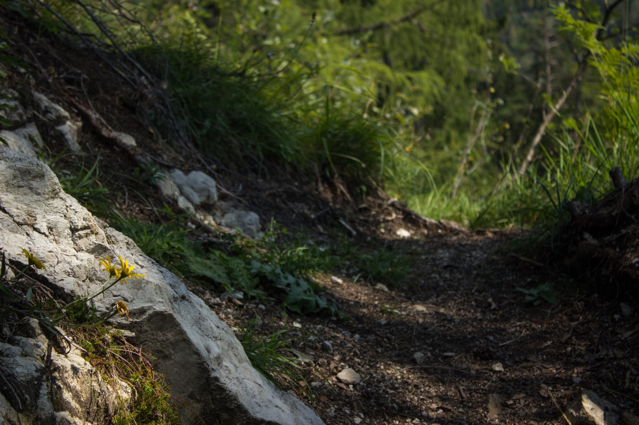 Wandern bei Windischgarsten auf den Kleinerberg über Salzabachtal, Leitersteig, Speikkogel und Schafsteig im Nationalpark Kalkalpen in Oberösterreich, schmaler Wanderweg entlang des Leitersteigs durch schönen, grünen Wald, saftig grüne Pflanzen am Wegesrand und kleine Blume