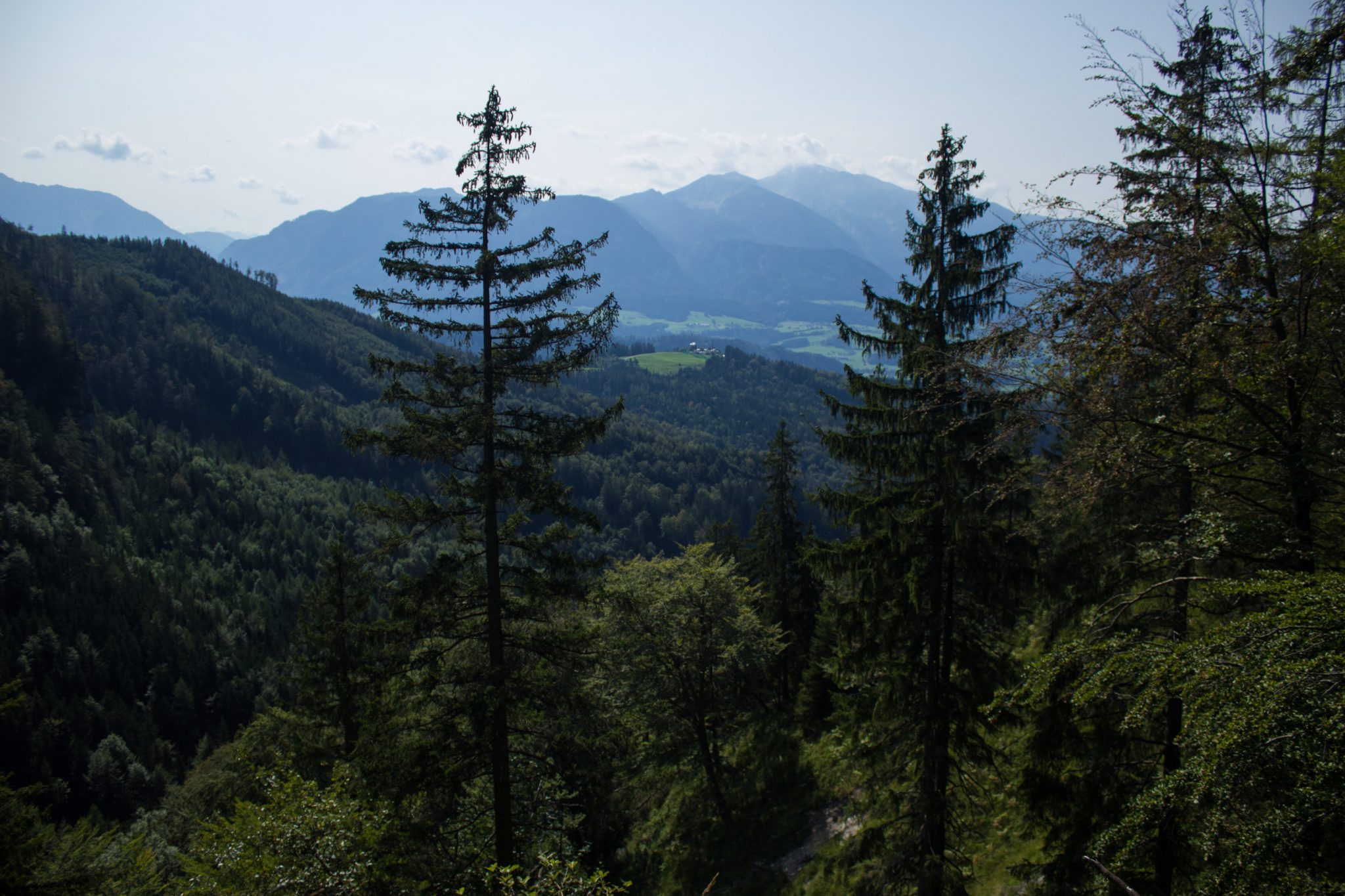 Wandern bei Windischgarsten auf den Kleinerberg über Salzabachtal, Leitersteig, Speikkogel und Schafsteig im Nationalpark Kalkalpen in Oberösterreich, Aussicht genießen auf Wälder und Berggipfel in der Ferne an warmem Sommertag
