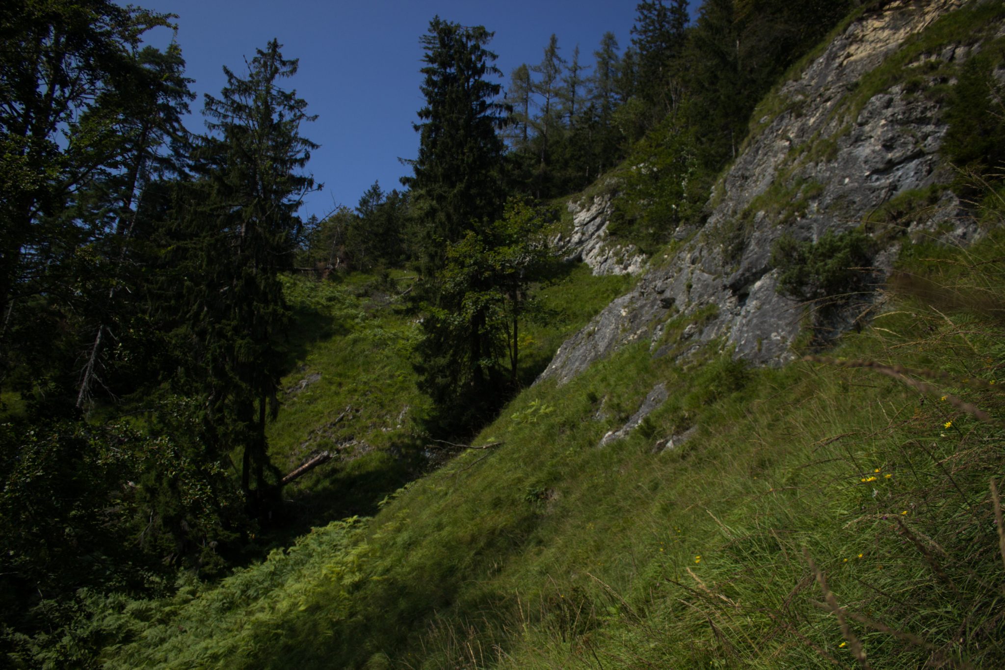 Wandern bei Windischgarsten auf den Kleinerberg über Salzabachtal, Leitersteig, Speikkogel und Schafsteig im Nationalpark Kalkalpen in Oberösterreich, schmaler Wanderweg führt während des Rundwegs im Nationalpark Kalkalpen am Berghang entlang, saftig grüne Vegetation