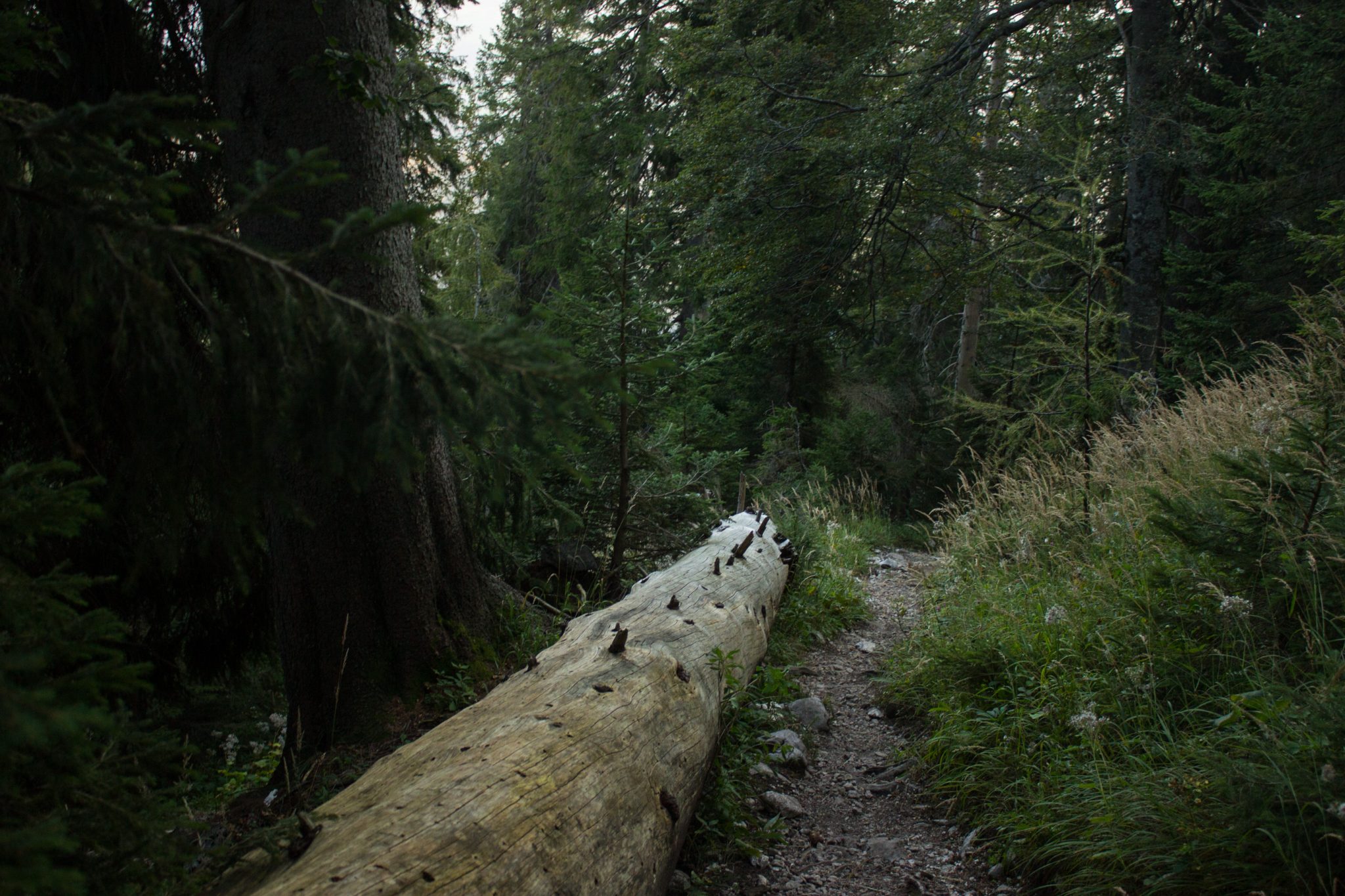 Wanderung Hoher Nock ab Windischgarsten im Nationalpark Kalkalpen in Oberösterreich, auf dem Rückweg vom Berg Hoher Nock in Österreich, unterwegs auf schmalem Wanderweg über Stock und Stein umgeben von dichter grüner Vegetation, sehr abwechslungsreiche Wanderung