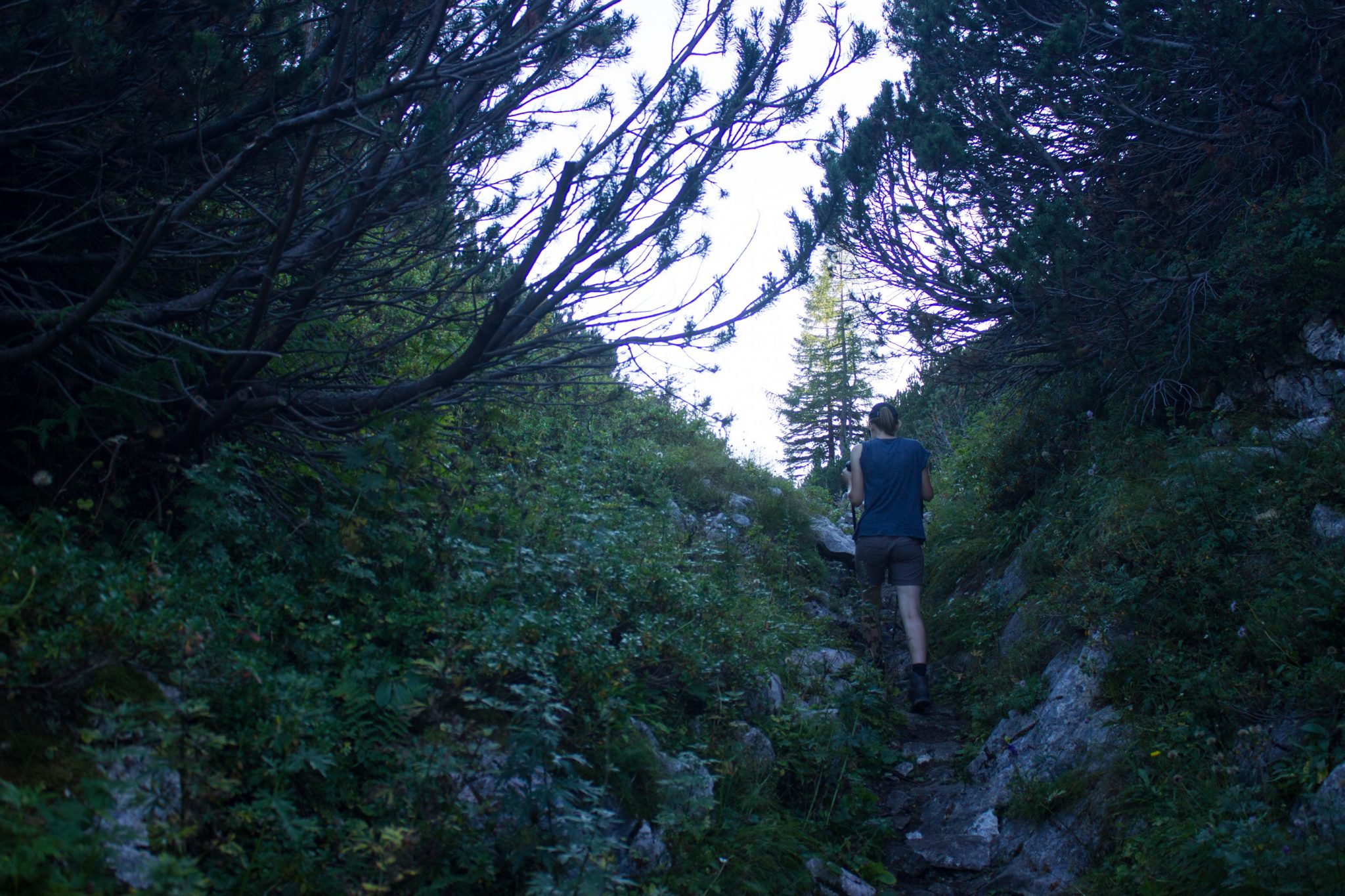Wanderung Hoher Nock ab Windischgarsten im Nationalpark Kalkalpen in Oberösterreich, auf dem Rückweg vom Berg Hoher Nock in Österreich, Wanderer unterwegs auf schmalem Wanderweg über Stock und Stein umgeben von dichter grüner Vegetation, sehr abwechslungsreiche Wanderung