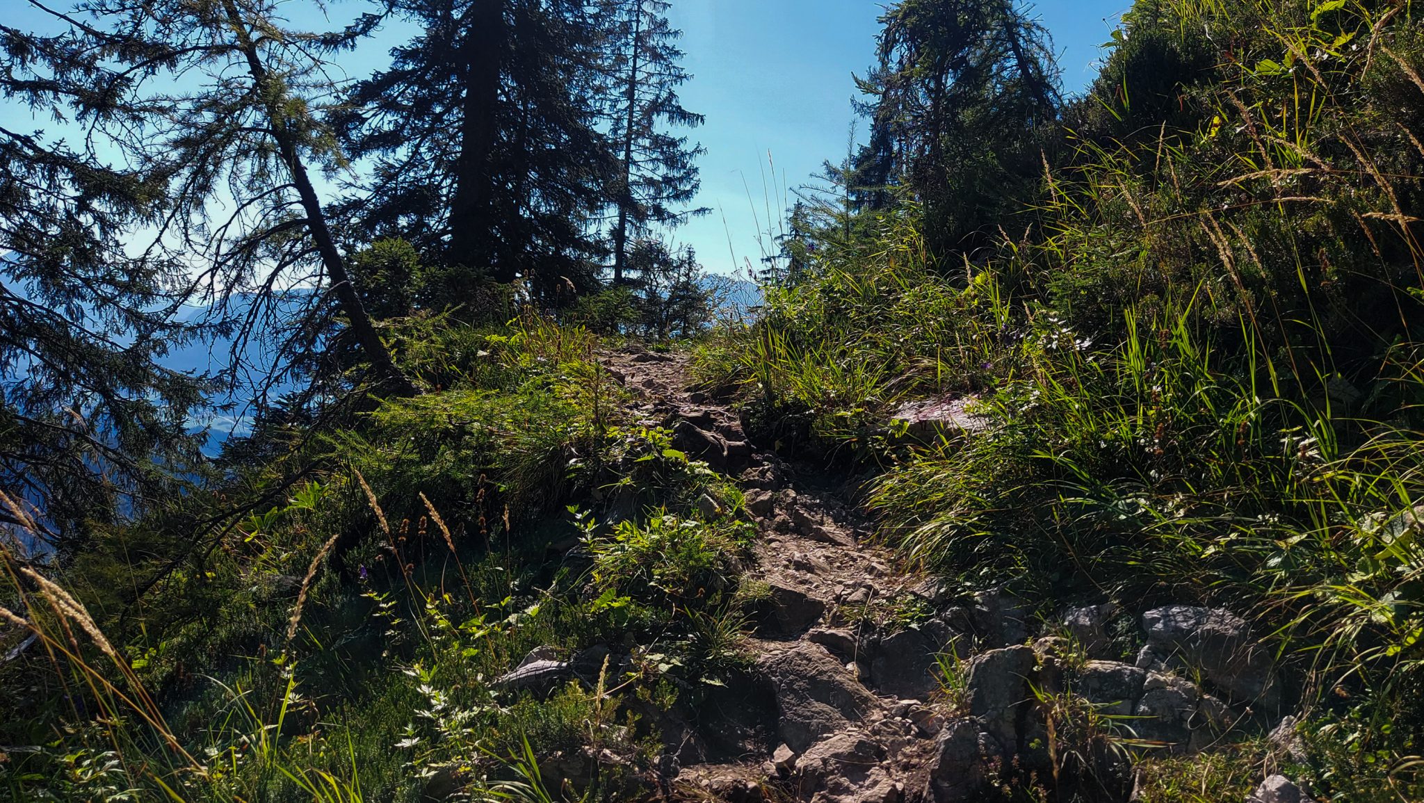 Wanderung Hoher Nock ab Windischgarsten im Nationalpark Kalkalpen in Oberösterreich, dichter Wald mit kühlendem Schatten lichtet sich zunehmend, schöner Wanderweg über Stock und Stein, häufig weite Aussicht auf die umliegenden Berge