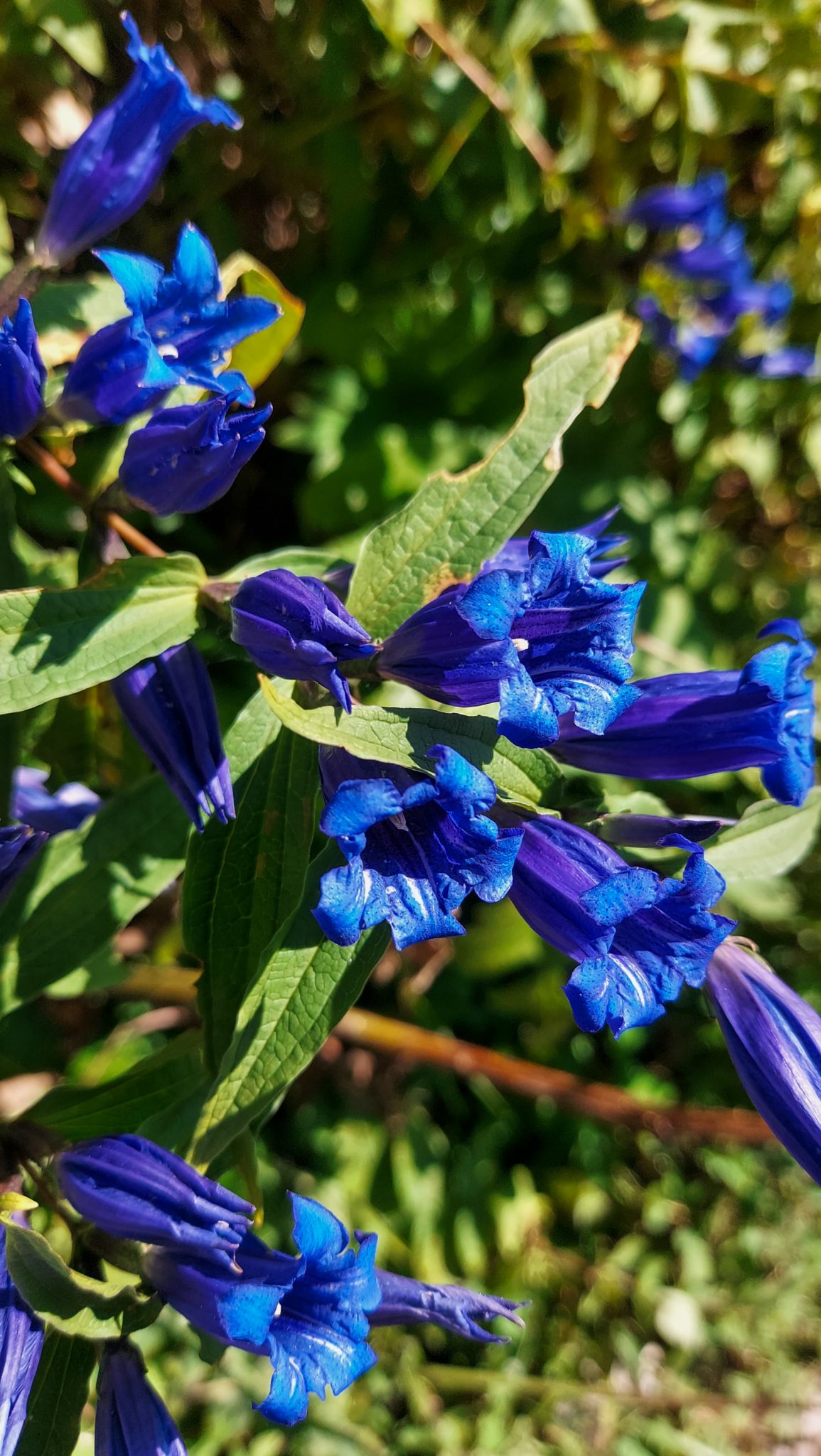 Wanderung Hoher Nock ab Windischgarsten im Nationalpark Kalkalpen in Oberösterreich, schöne blaue Blumen am Wegesrand