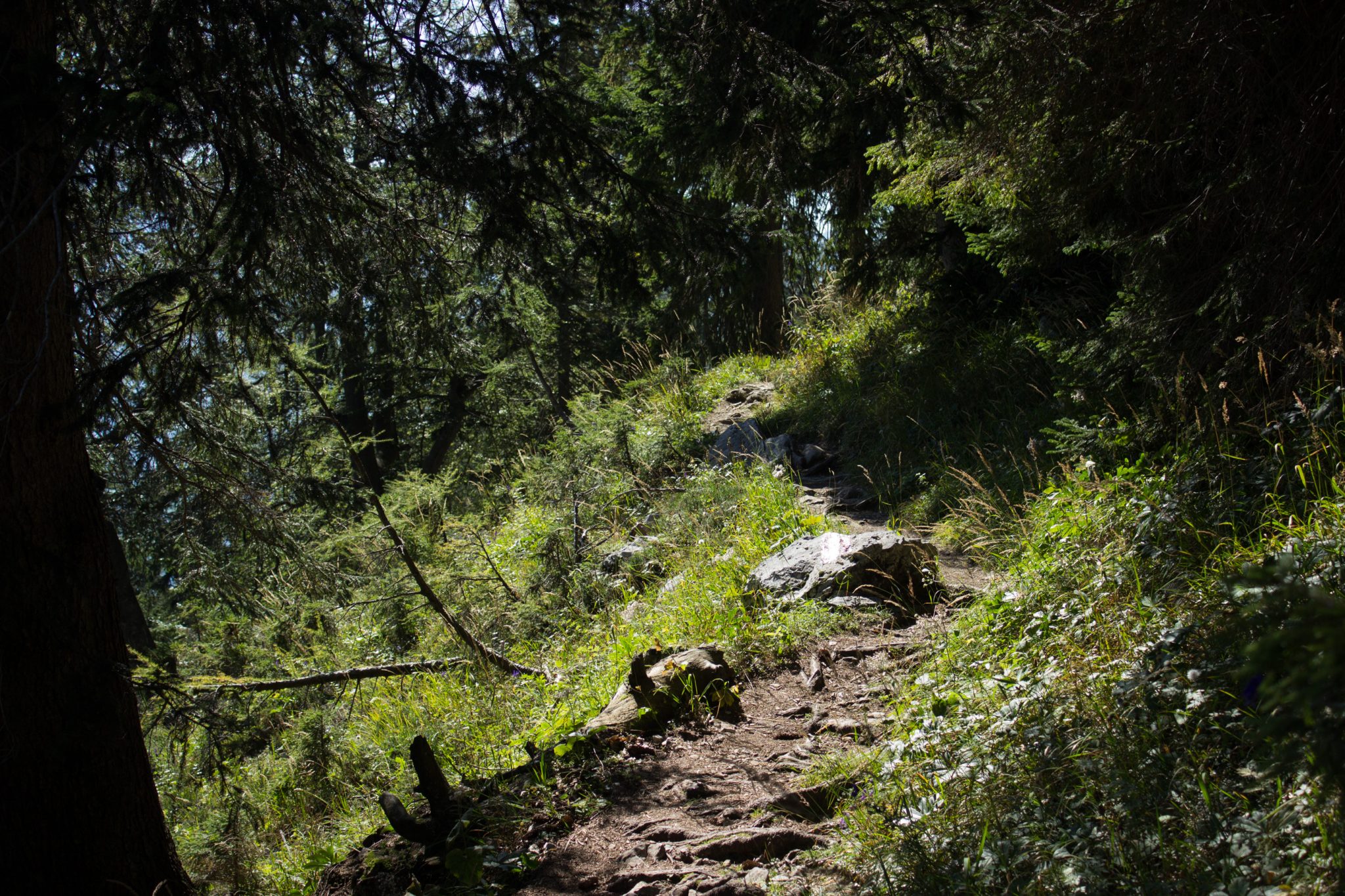 Wanderung Hoher Nock ab Windischgarsten im Nationalpark Kalkalpen in Oberösterreich, nach Start der Wanderung im Rettenbachtal befindet man sich unmittelbar im dichten Wald mit kühlendem Schatten, nach und nach lichtet sich der Wald zunehmend, schöner Wanderweg